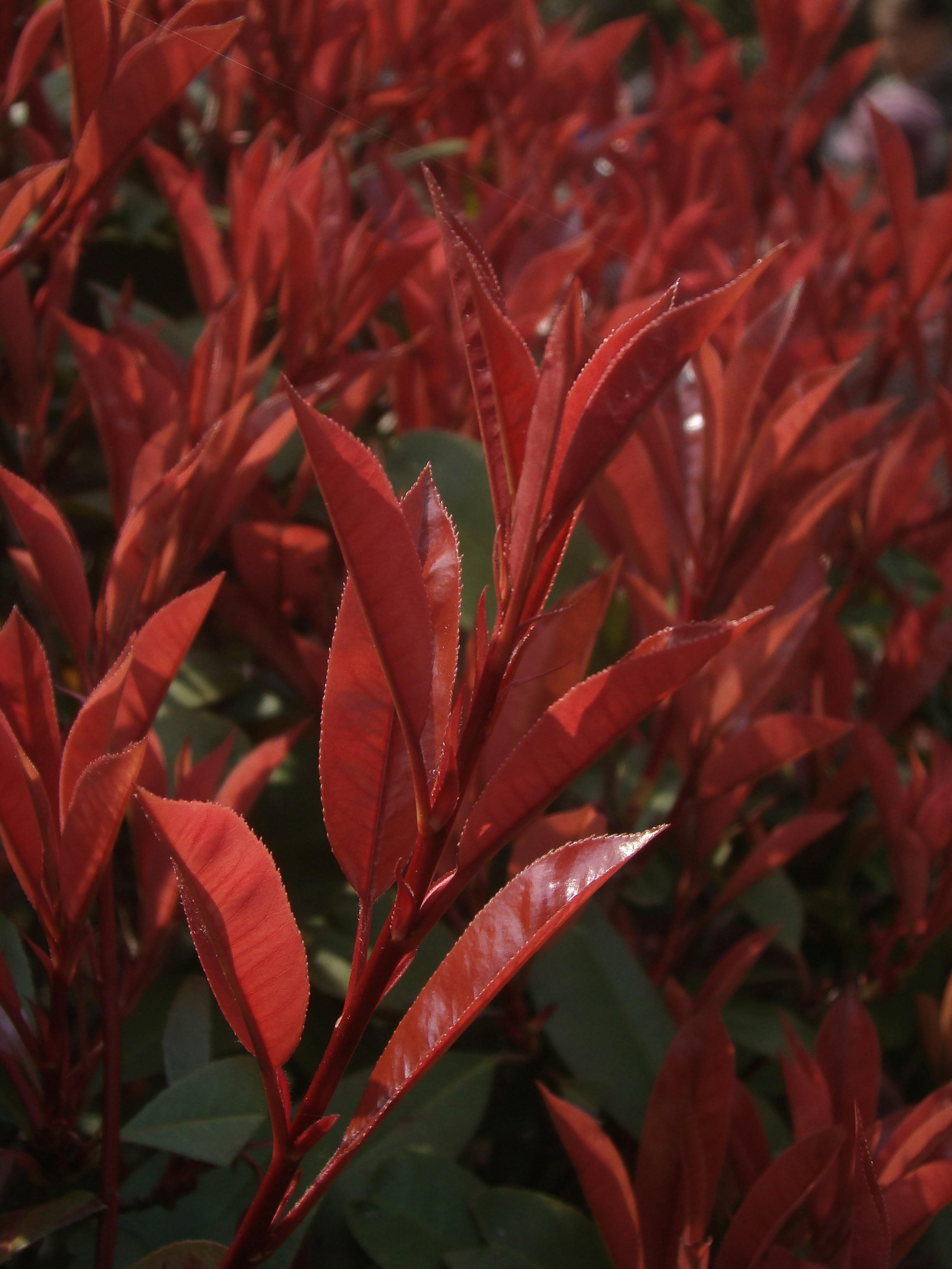 Photo by maro_of_sengu