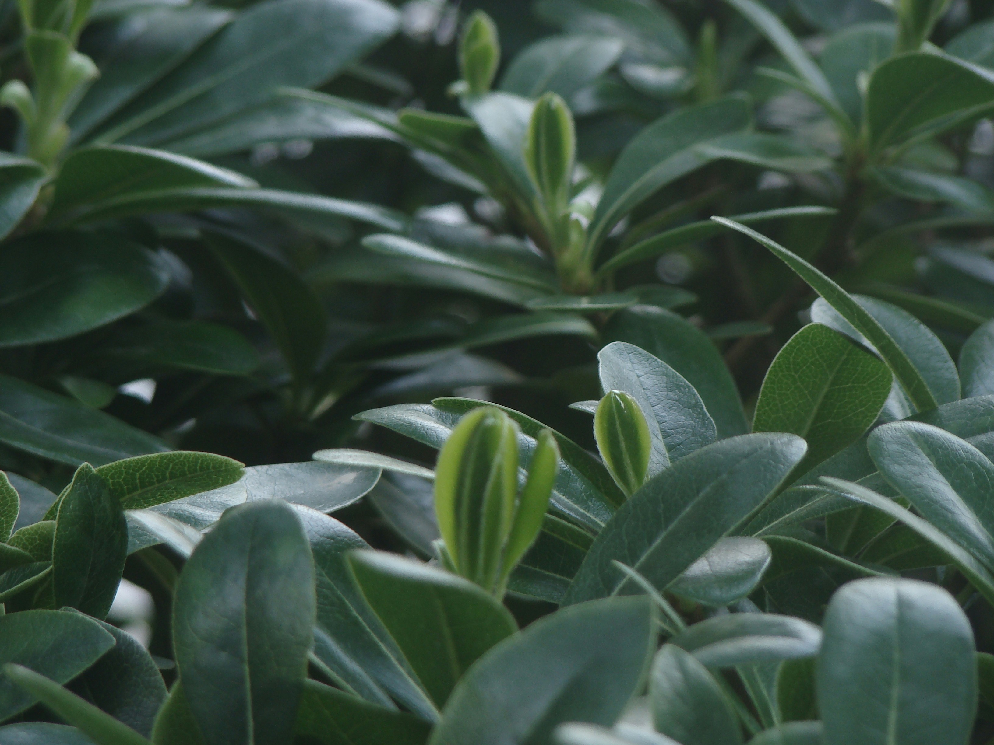 Photo by maro_of_sengu