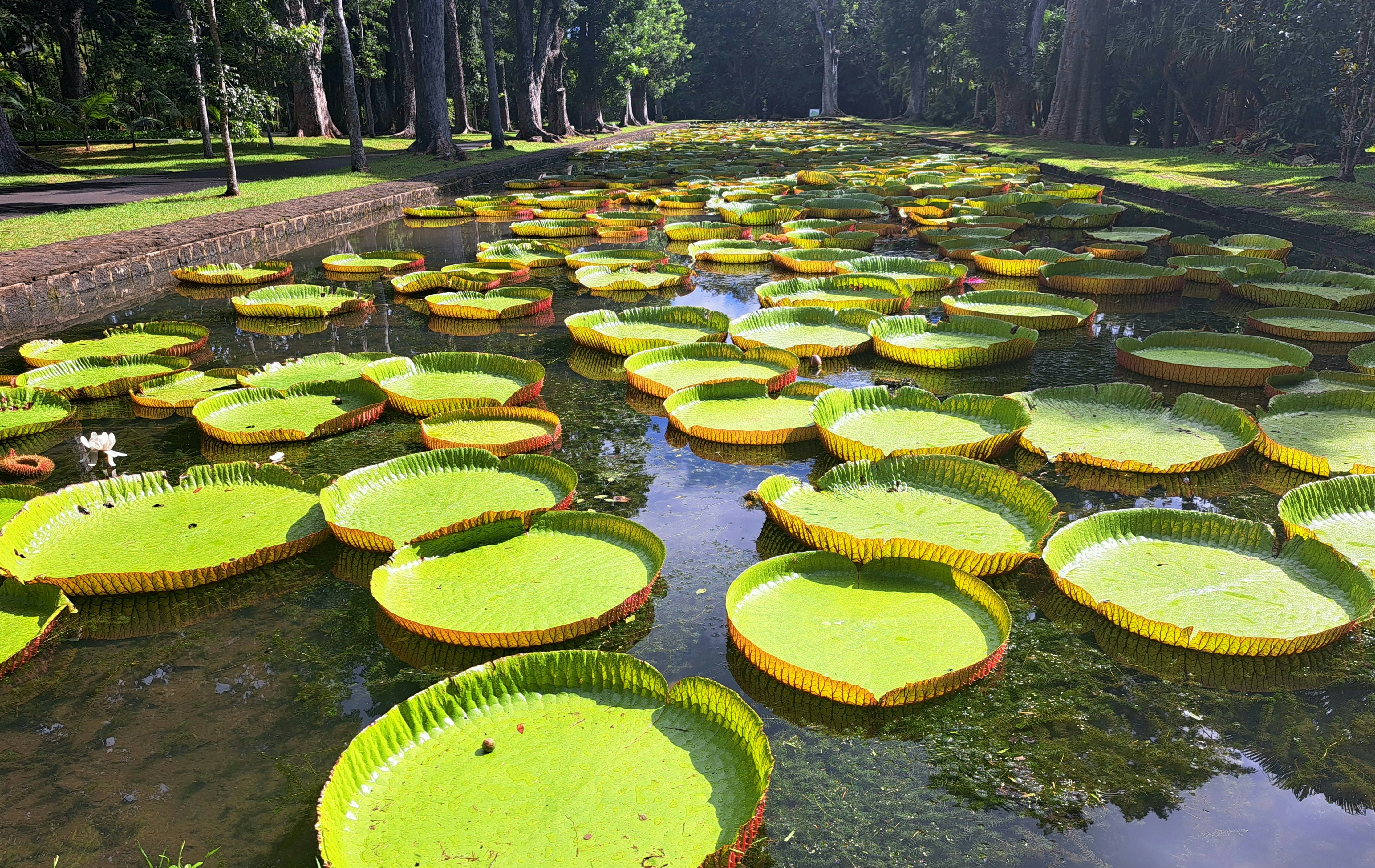 Pamplemousses Botanical Garden