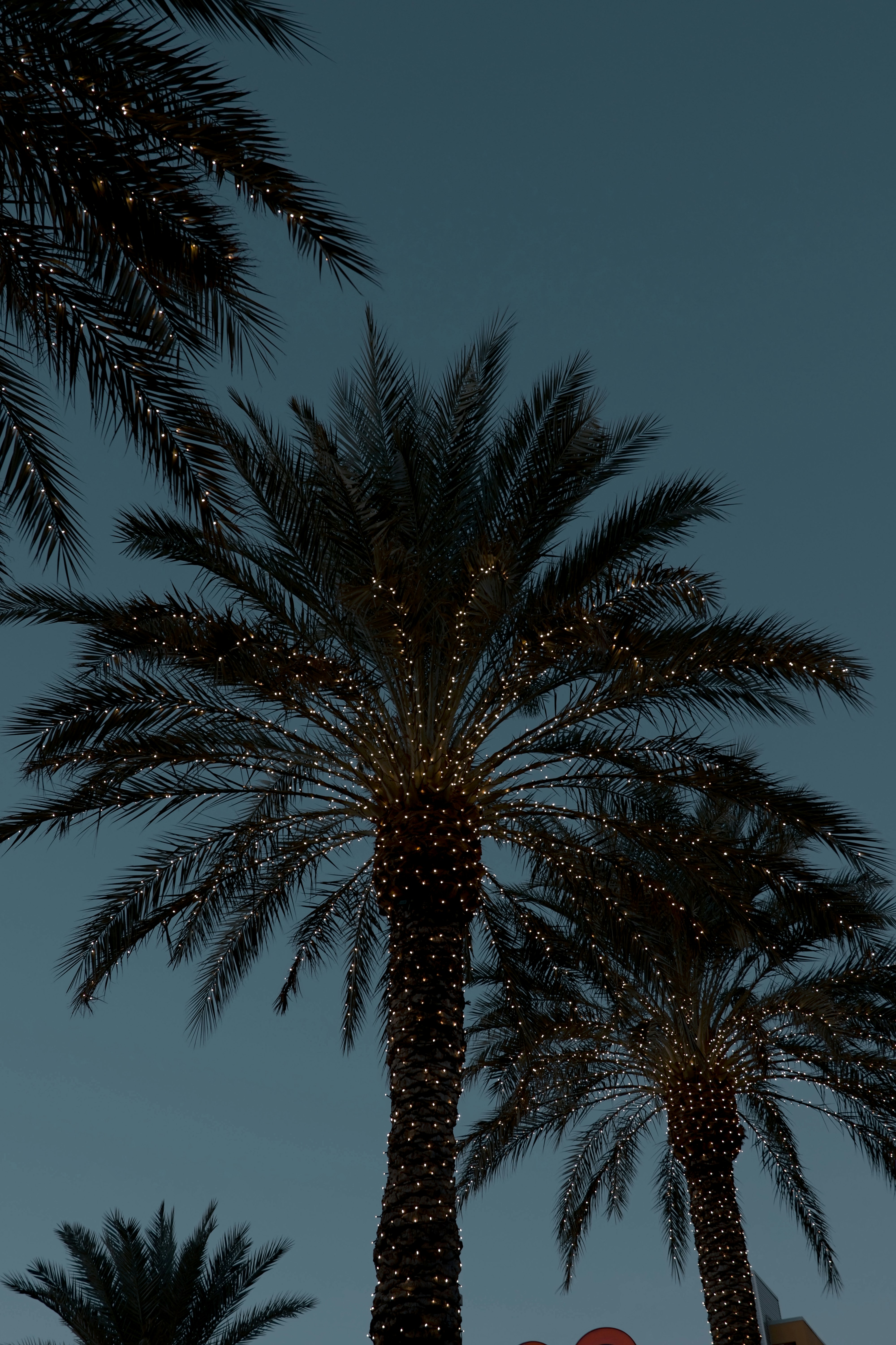 Palm trees are lit with festive lights.