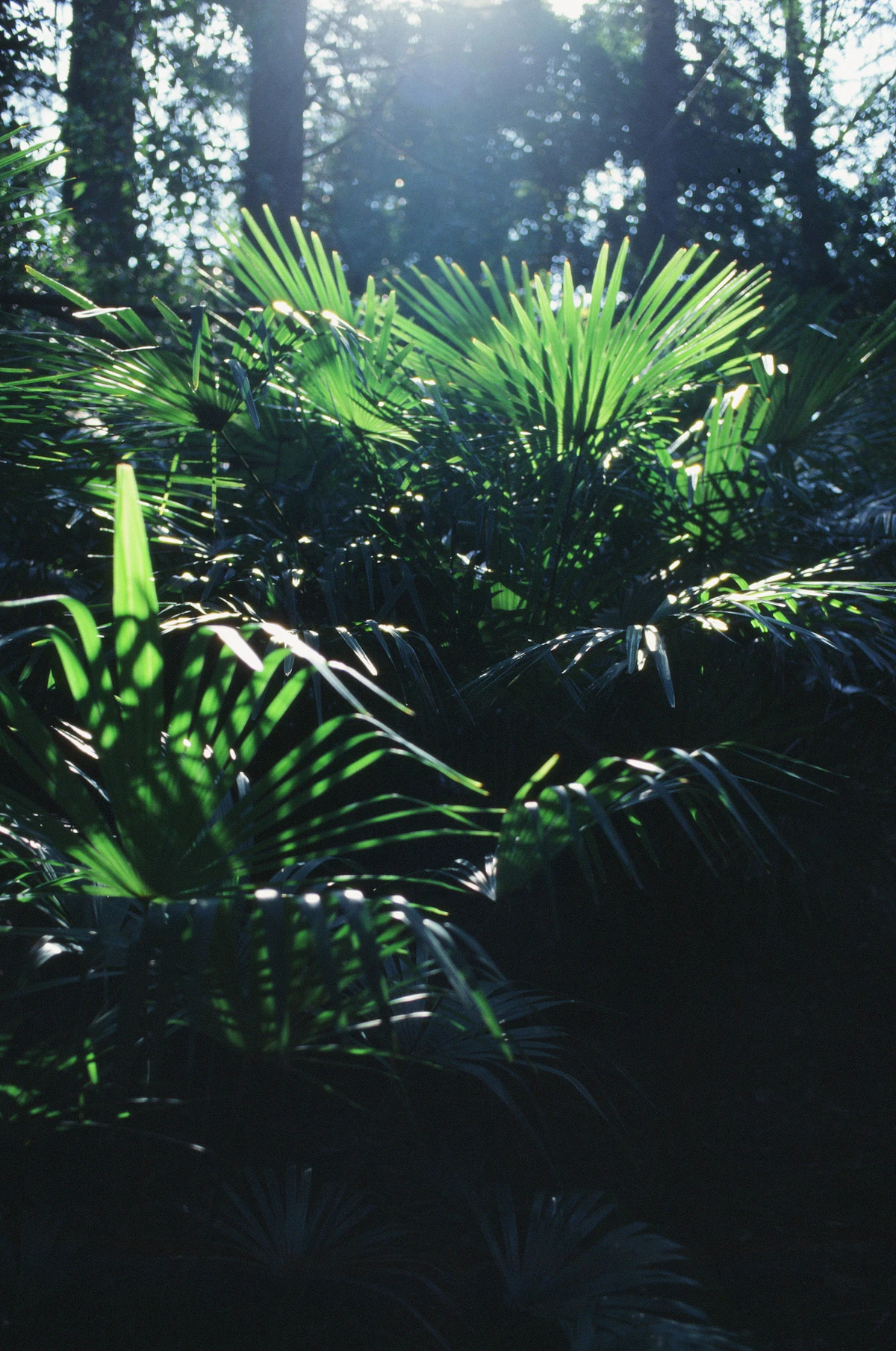Tropical green foliage illuminated by natural light