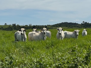 Cows stand in a lush green pasture.
