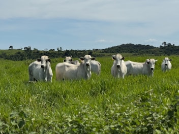 Cows stand in a lush green pasture.