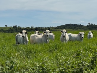 Cows stand in a lush green pasture.