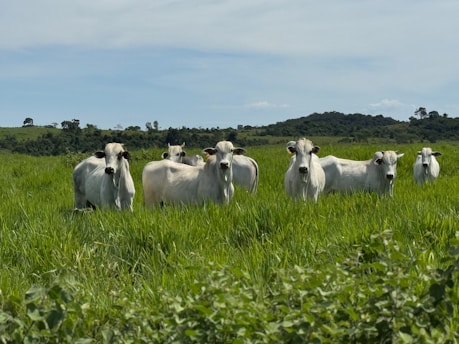 Cows stand in a lush green pasture.