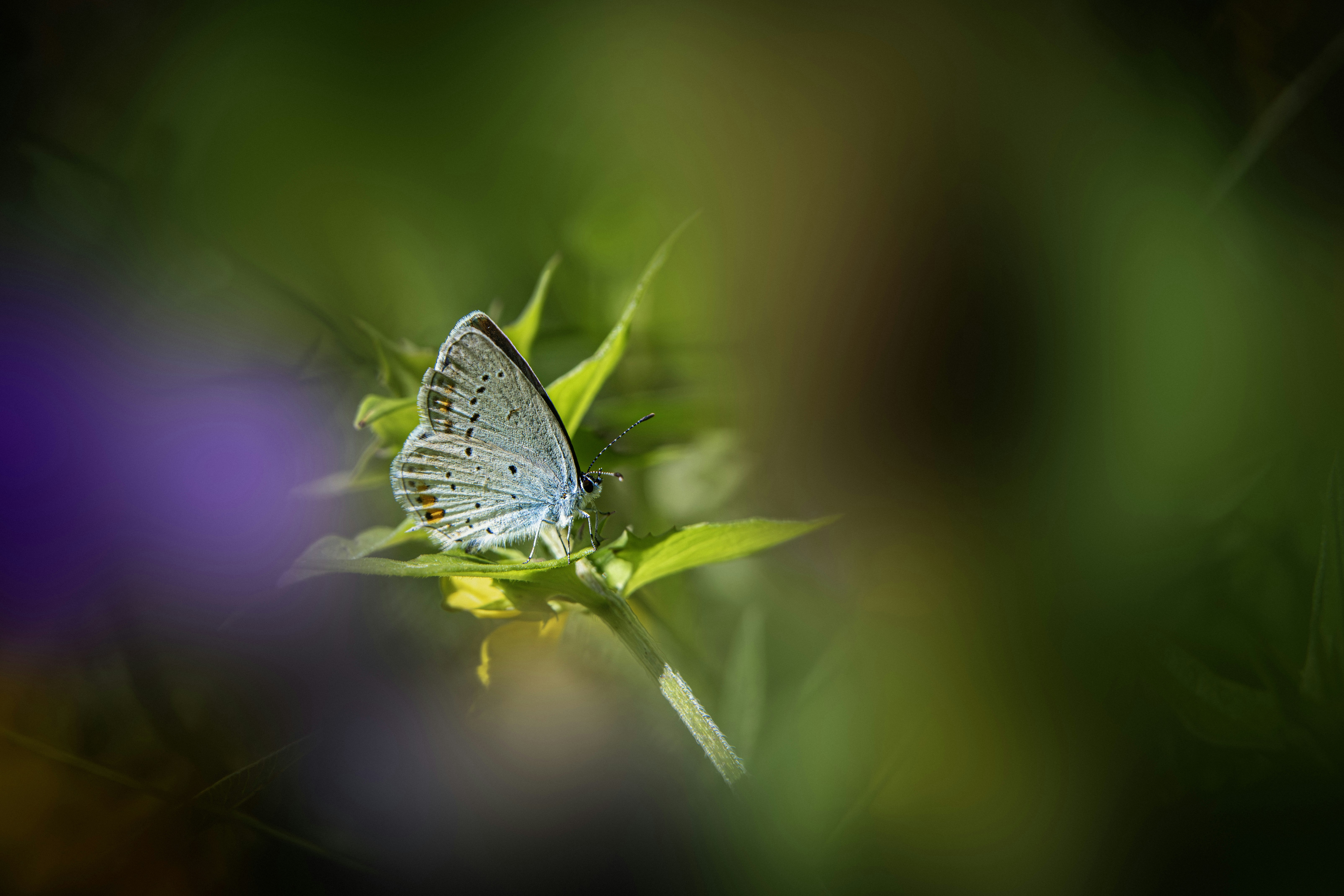 Photo by erik_karits