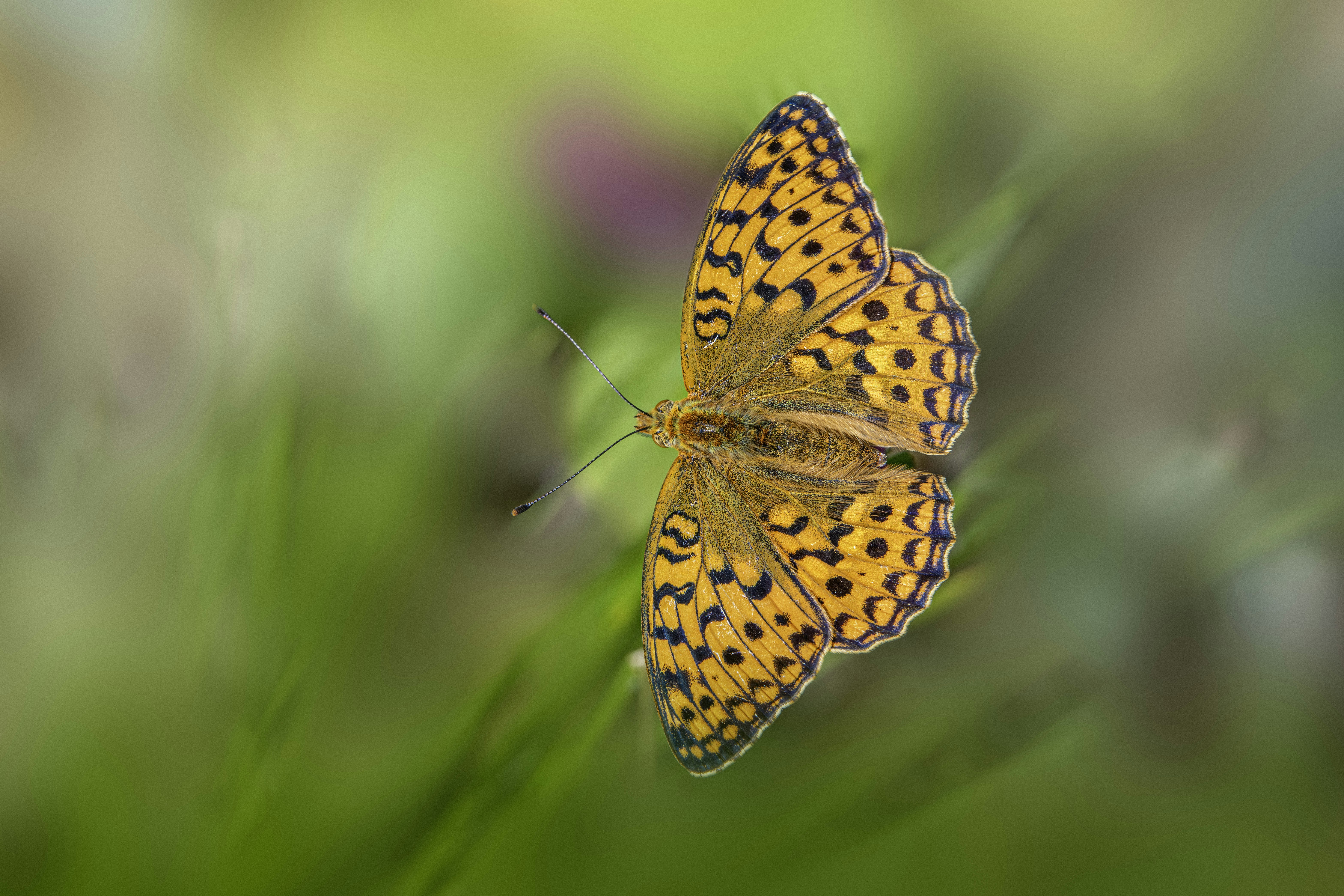 Photo by erik_karits