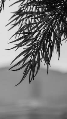 Black and white image of a fern frond.