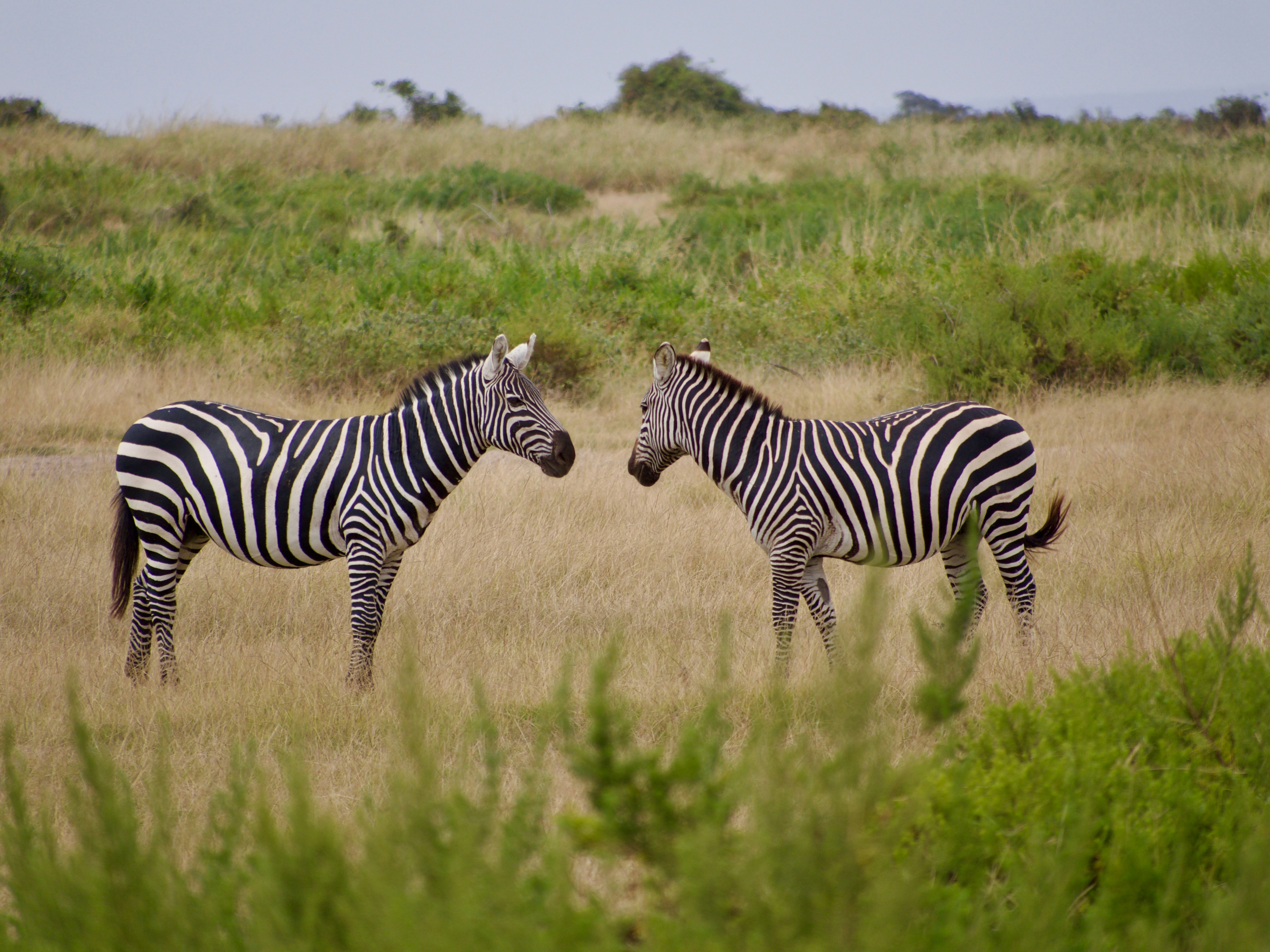 Close up of a zebra's stripes.