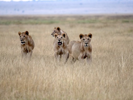 Lions stand proudly in grassy savanna terrain.