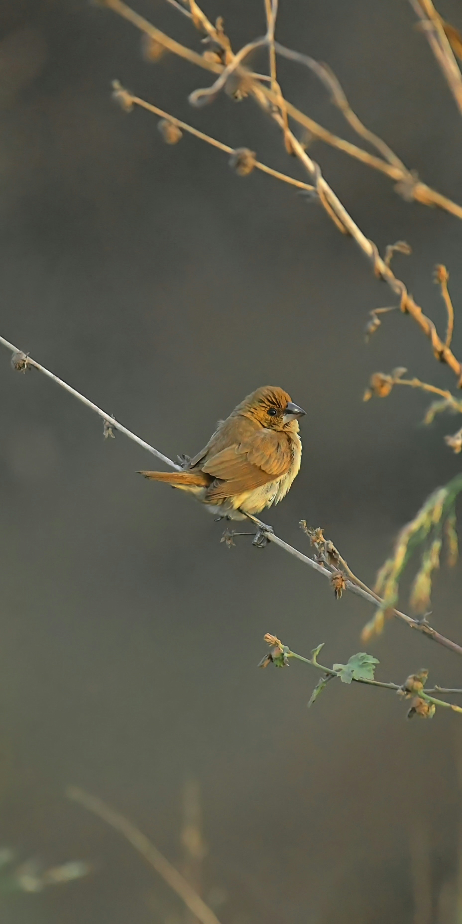 Photo by shijinkamalon