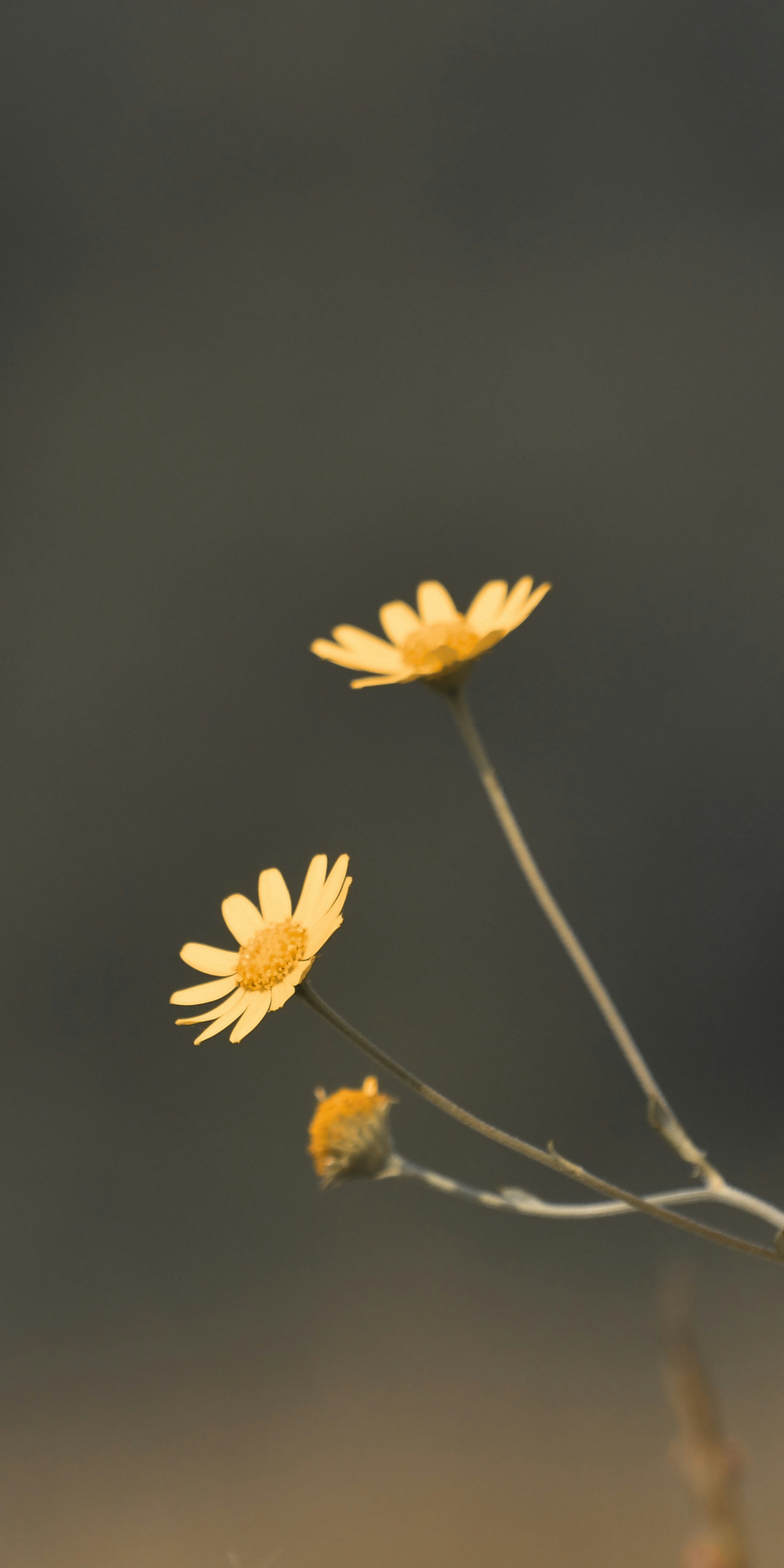 Photo by shijinkamalon