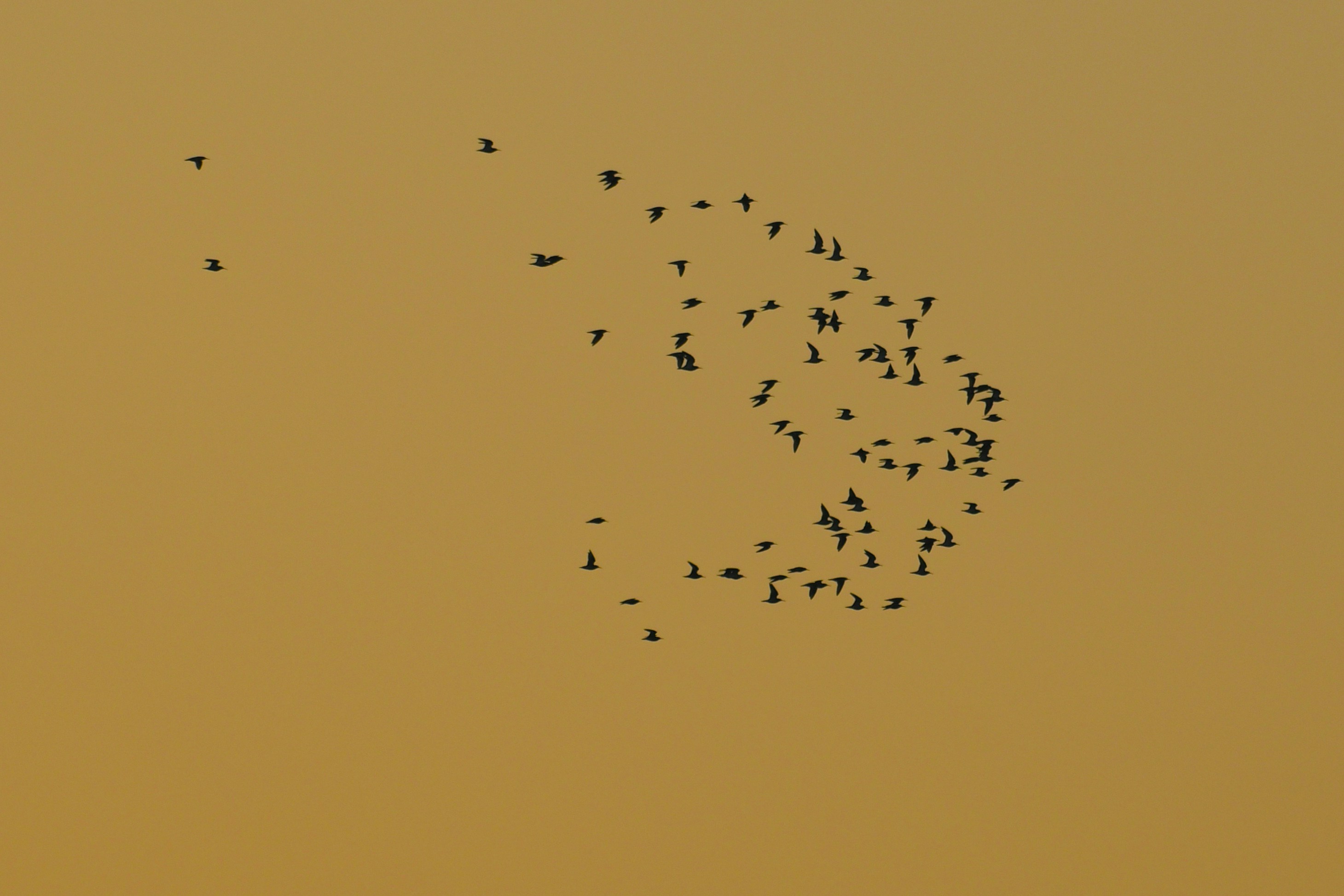 photo-1742404588096-bd64a47830e9?ixid=M3wxMjA3fDB8MXxzZWFyY2h8Nnx8JUUwJUI5JTgwJUUwJUI4JUExJUUwJUI4JTk5JUUwJUI4JUI5JUUwJUI4JTgxJUUwJUI4JUIzJUUwJUI4JTg4JUUwJUI4JUIxJUUwJUI4JTk0JUUwJUI4JUEzJUUwJUI4JUIxJUUwJUI4JTg3JUUwJUI4JTk5JUUwJUI4JTgxfGVufDB8fHx8MTc2OTkyODM1MXww\u0026ixlib=rb-4.1.0