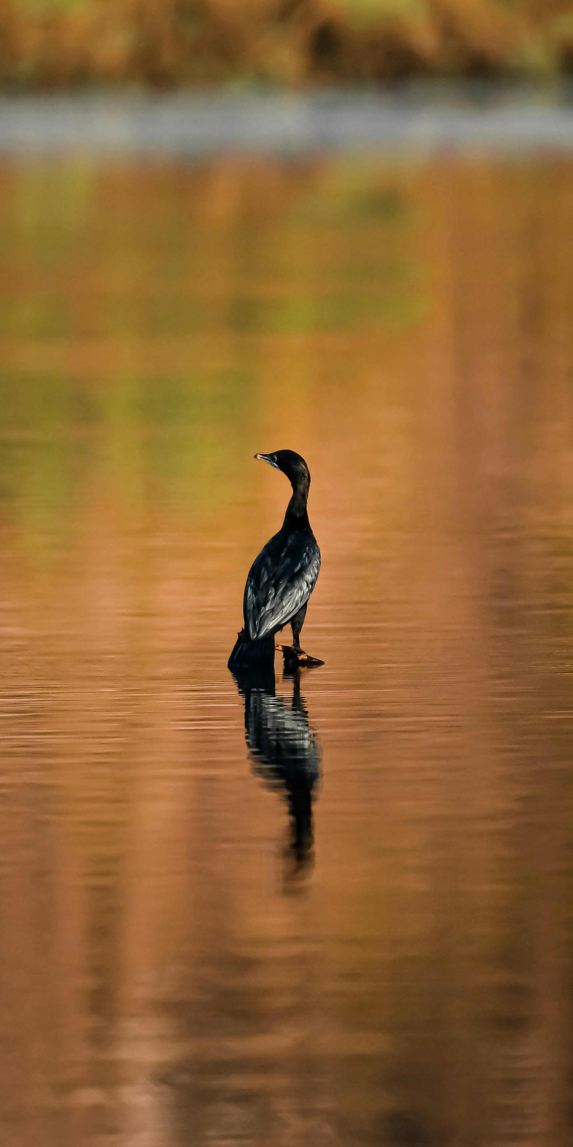 Photo by shijinkamalon