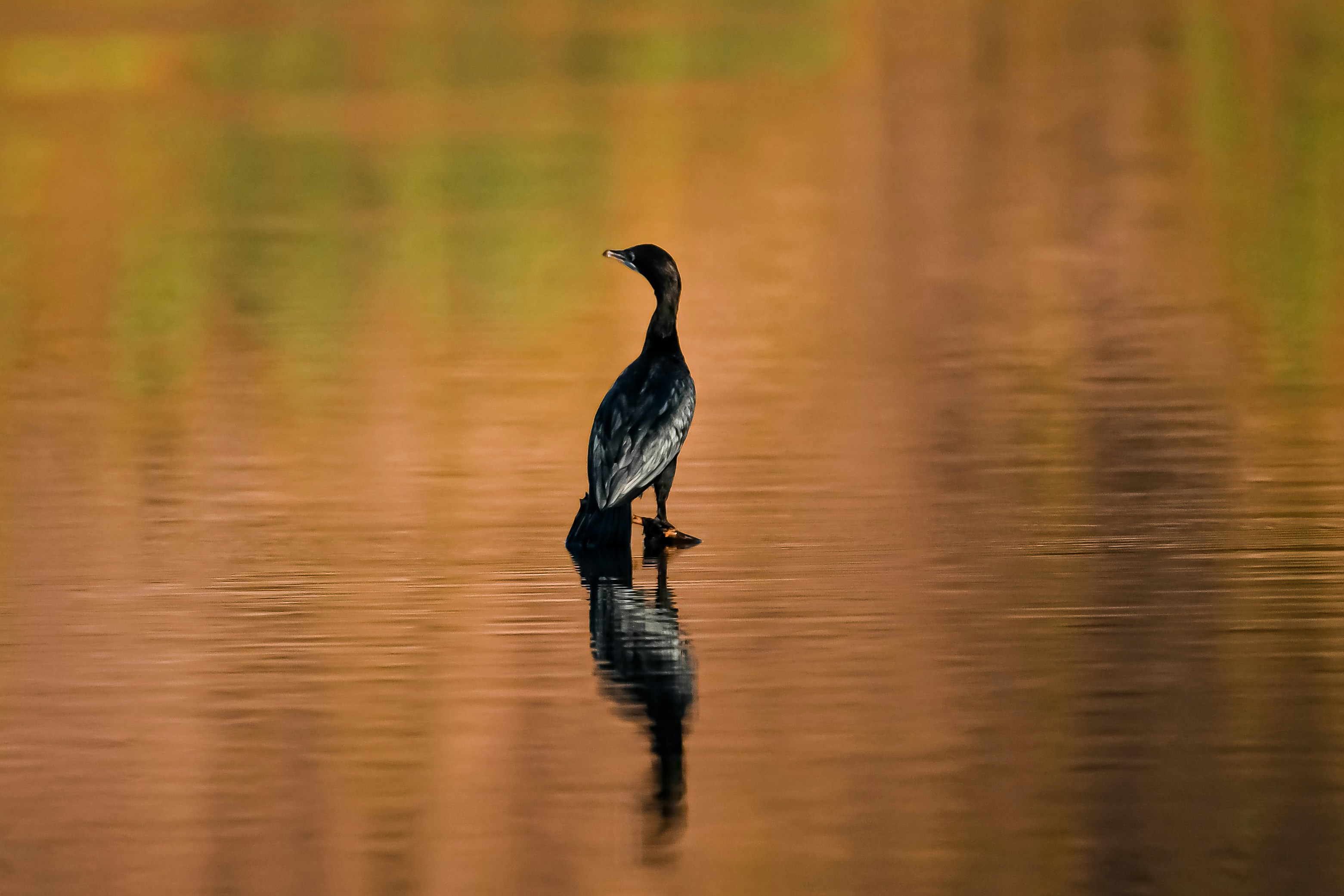 Photo by shijinkamalon