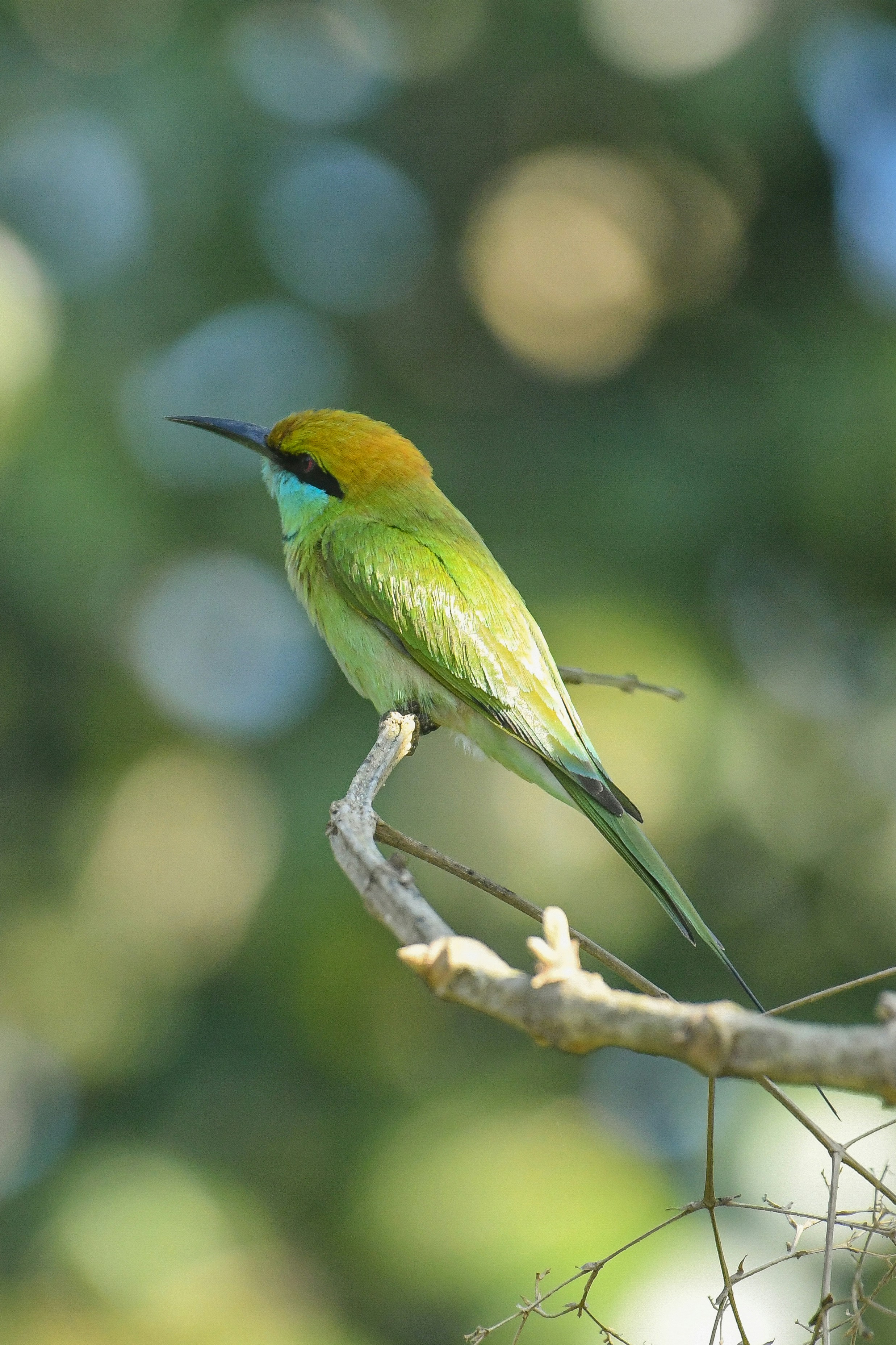 Photo by shijinkamalon