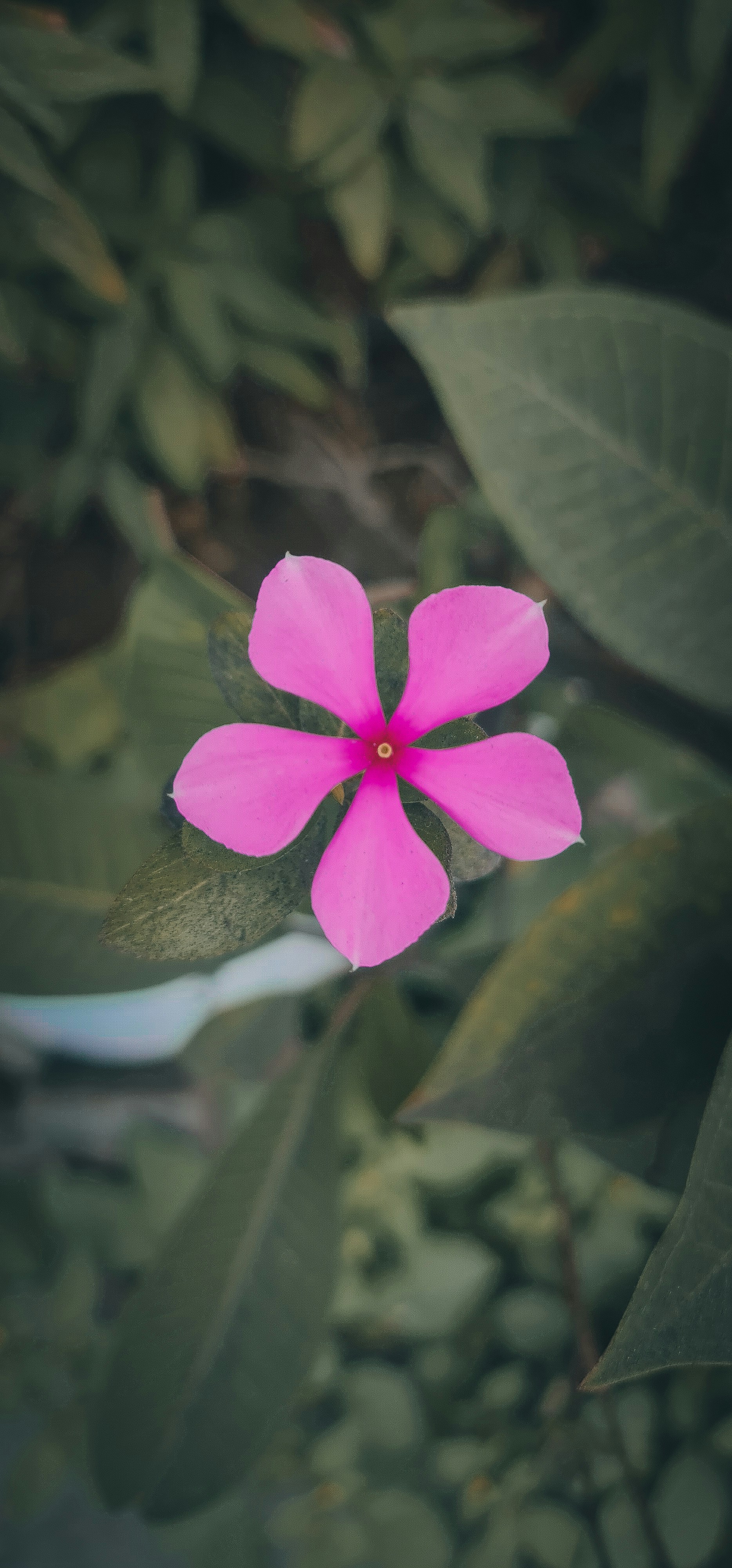 Photo by shijinkamalon