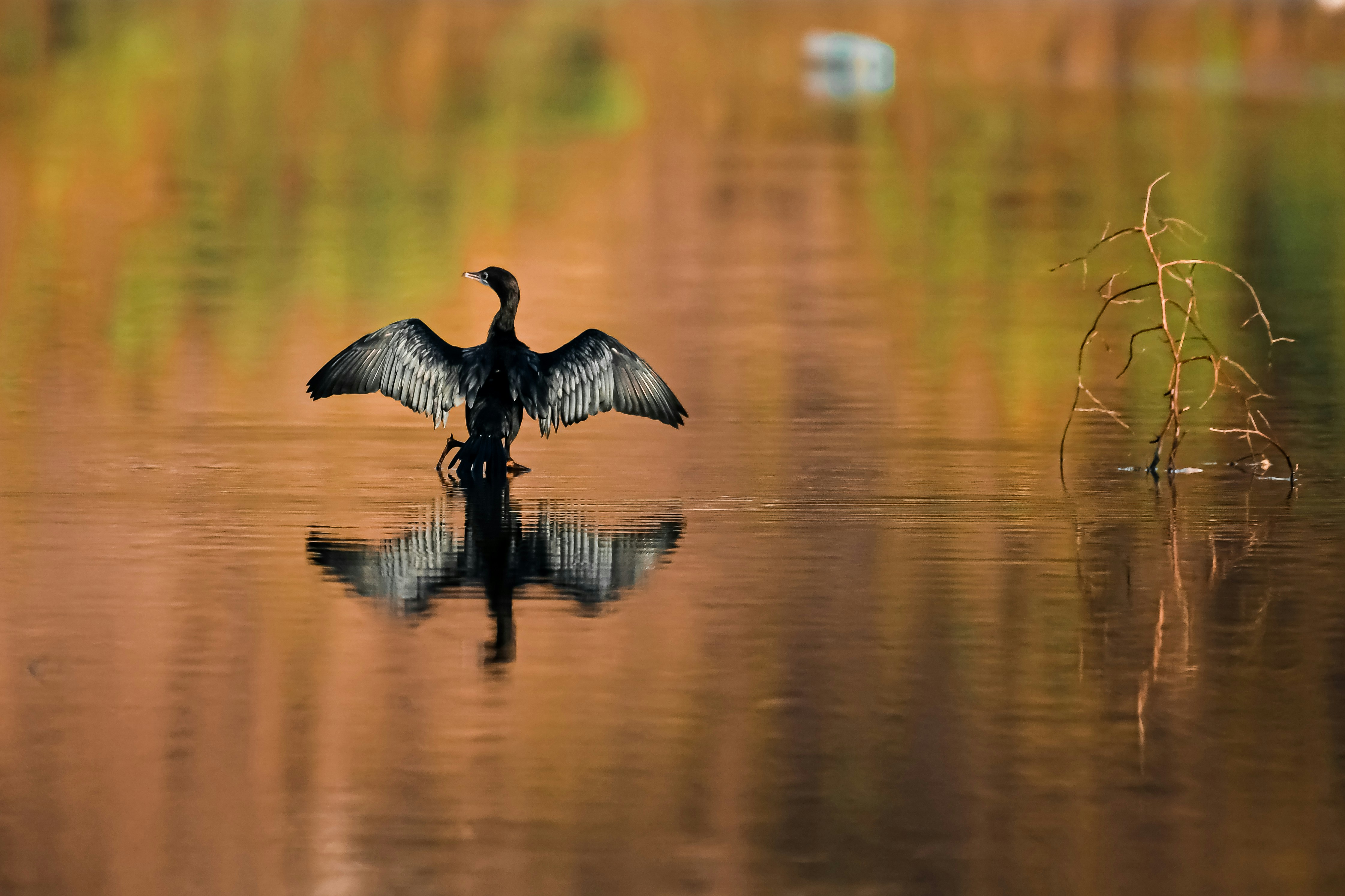 Photo by shijinkamalon