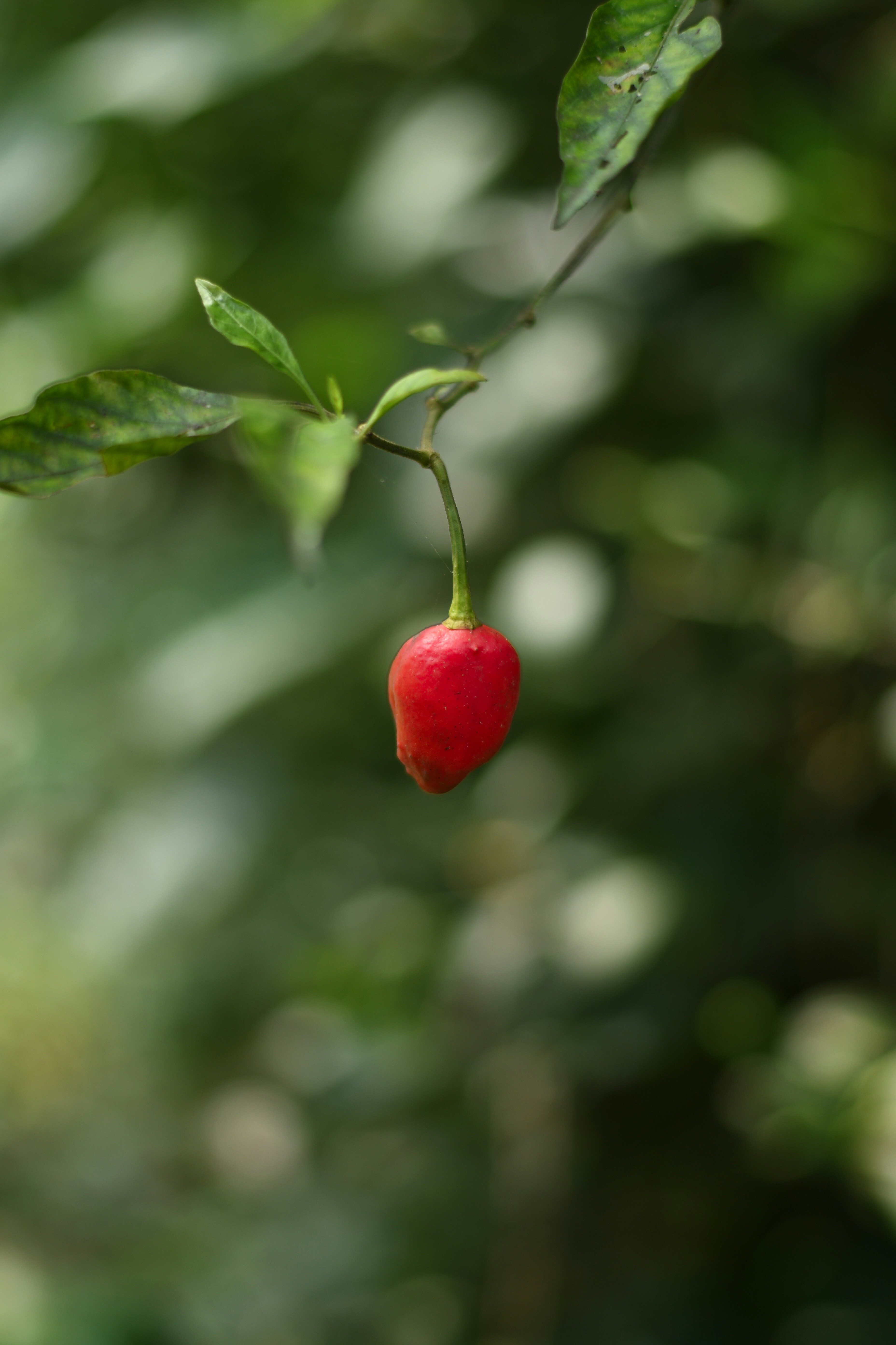 Photo by shijinkamalon