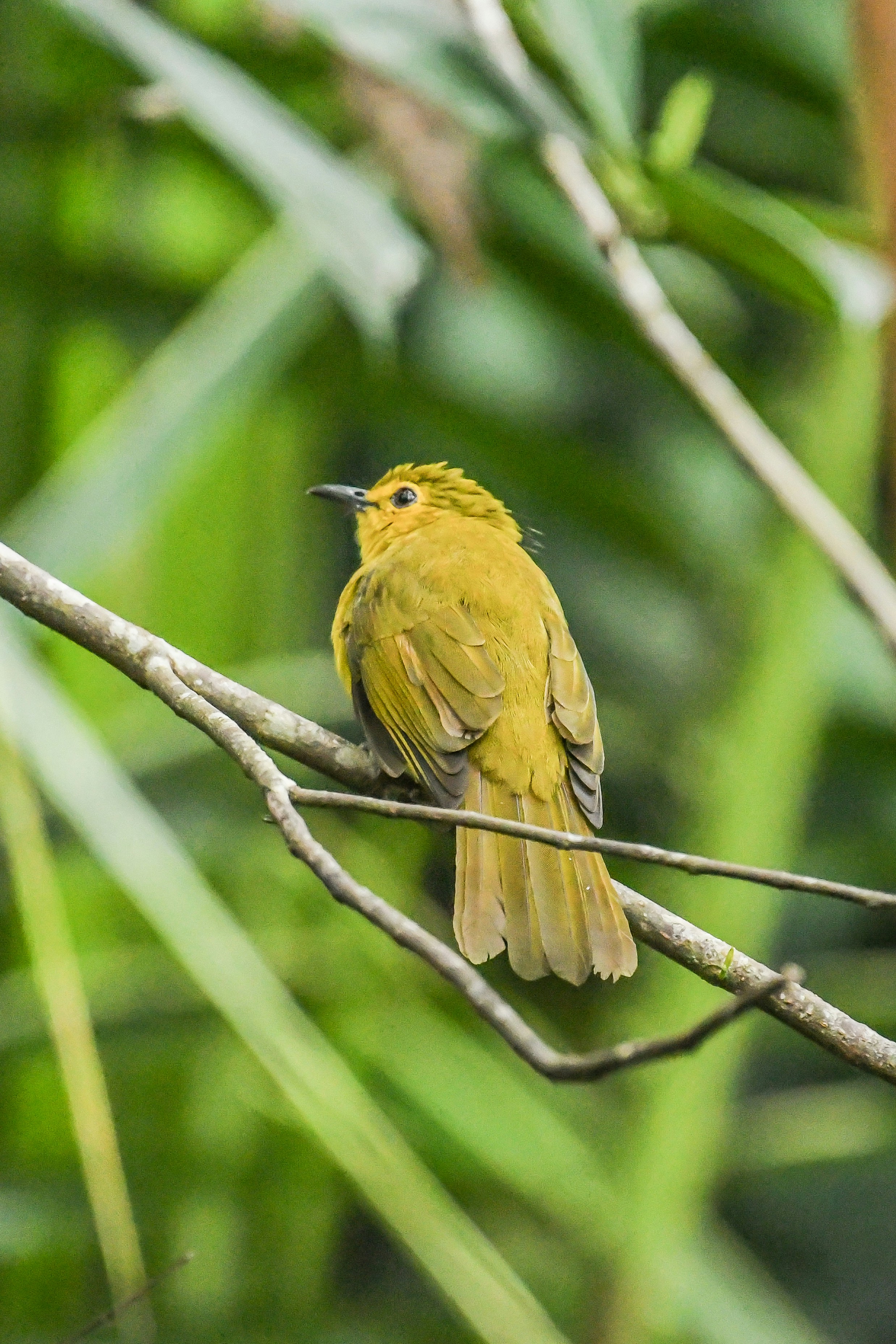 Photo by shijinkamalon