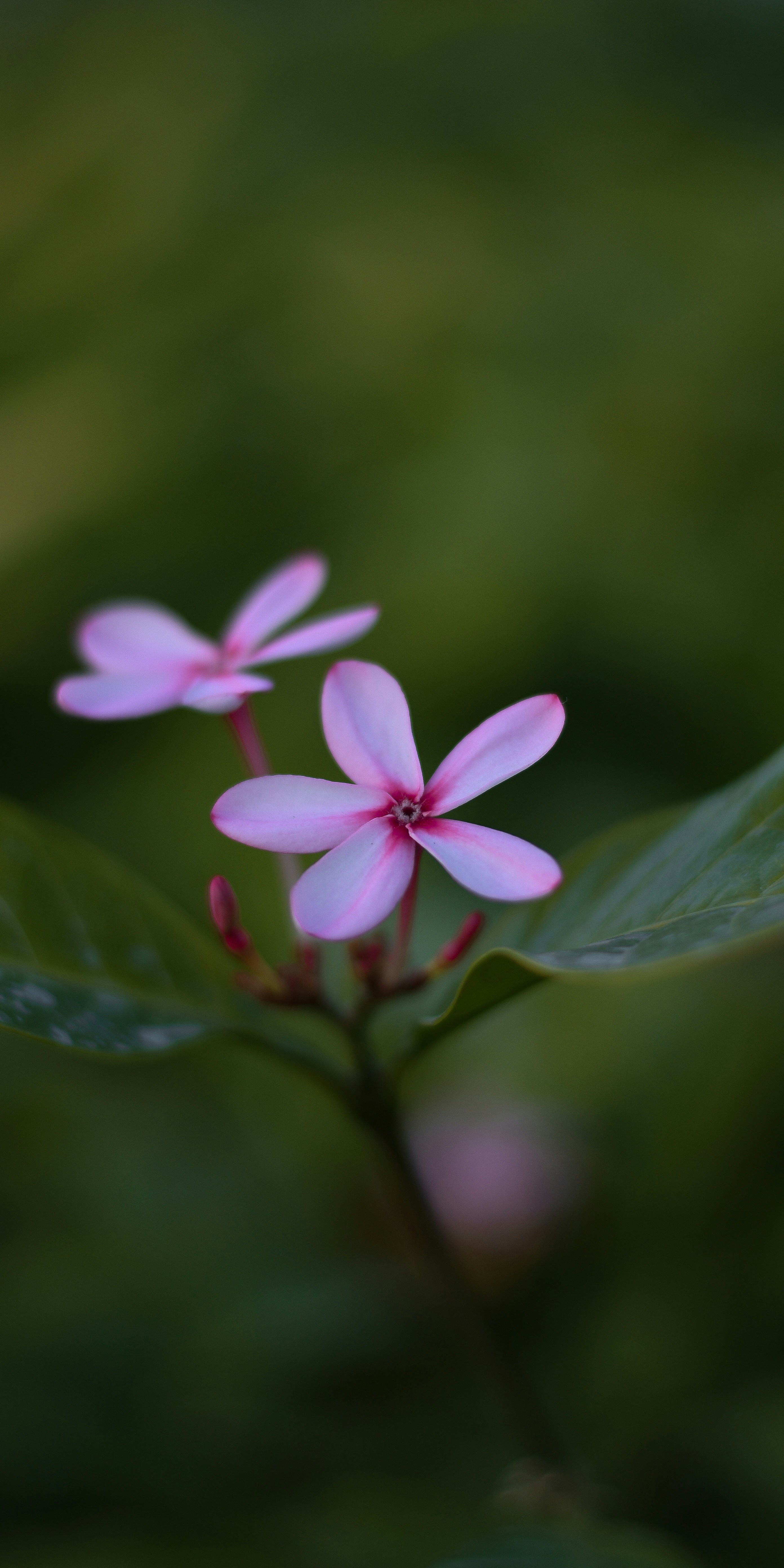 Photo by shijinkamalon