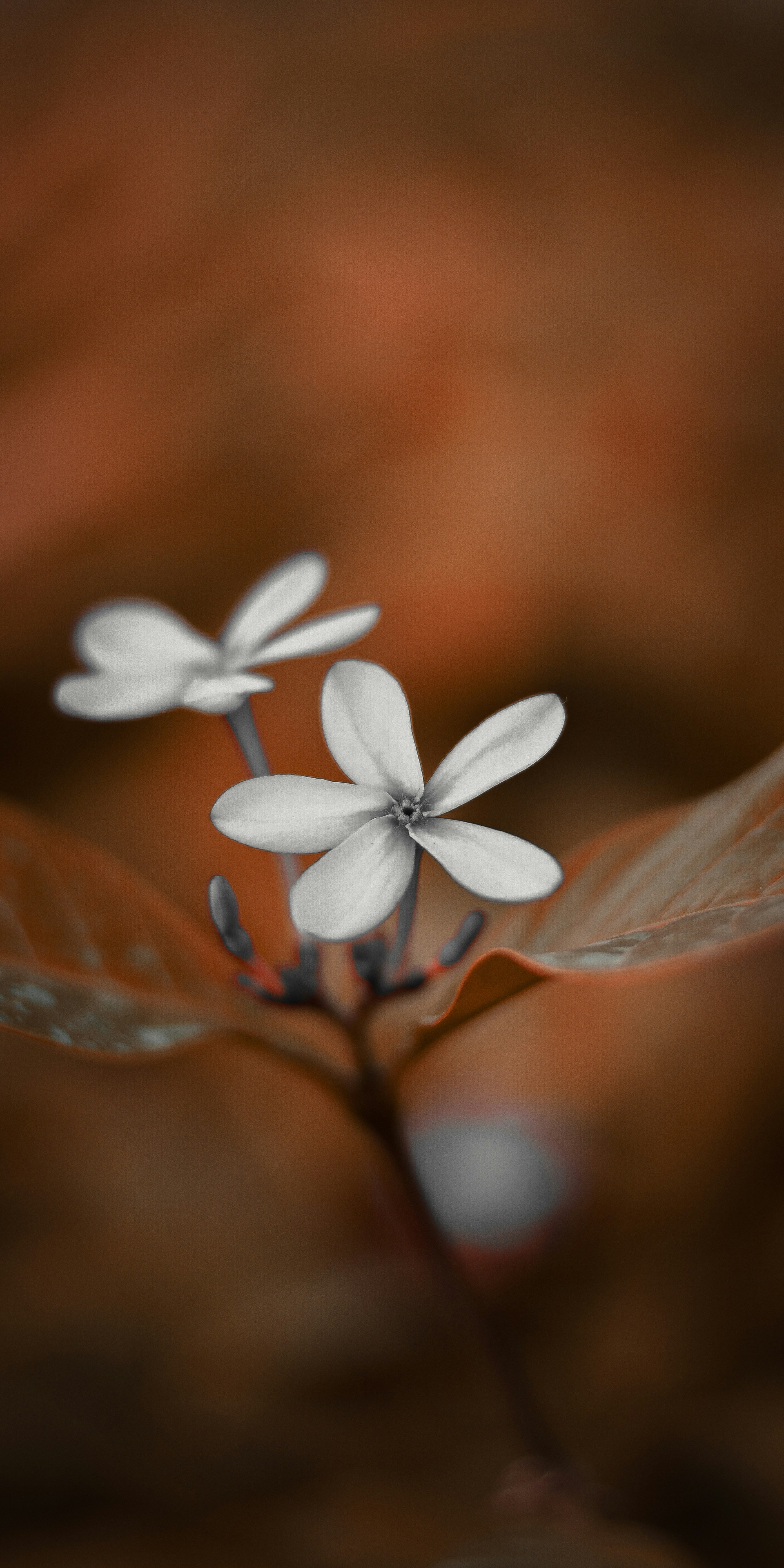 Photo by shijinkamalon