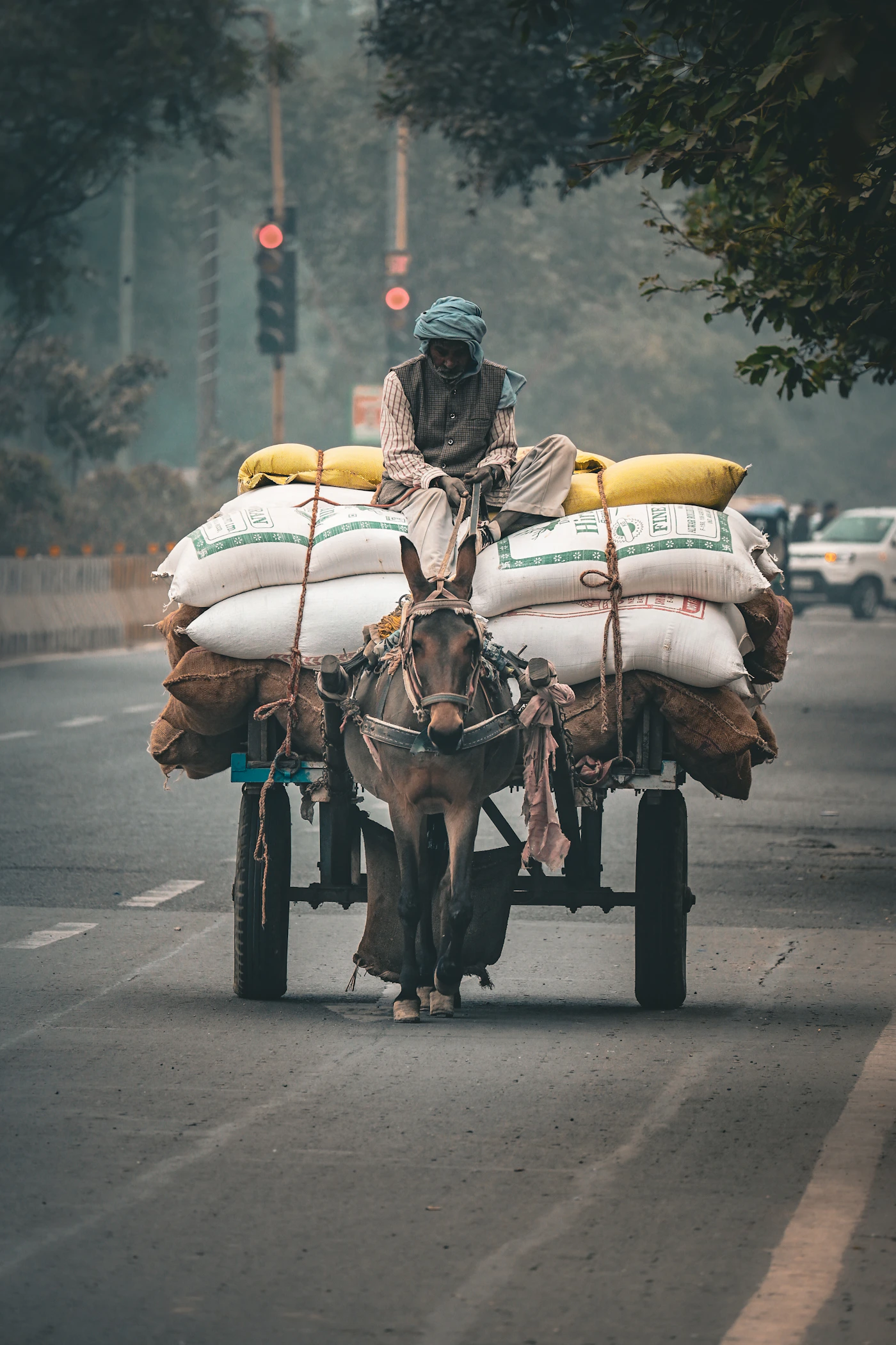 Working donkey supporting a family livelihood in India