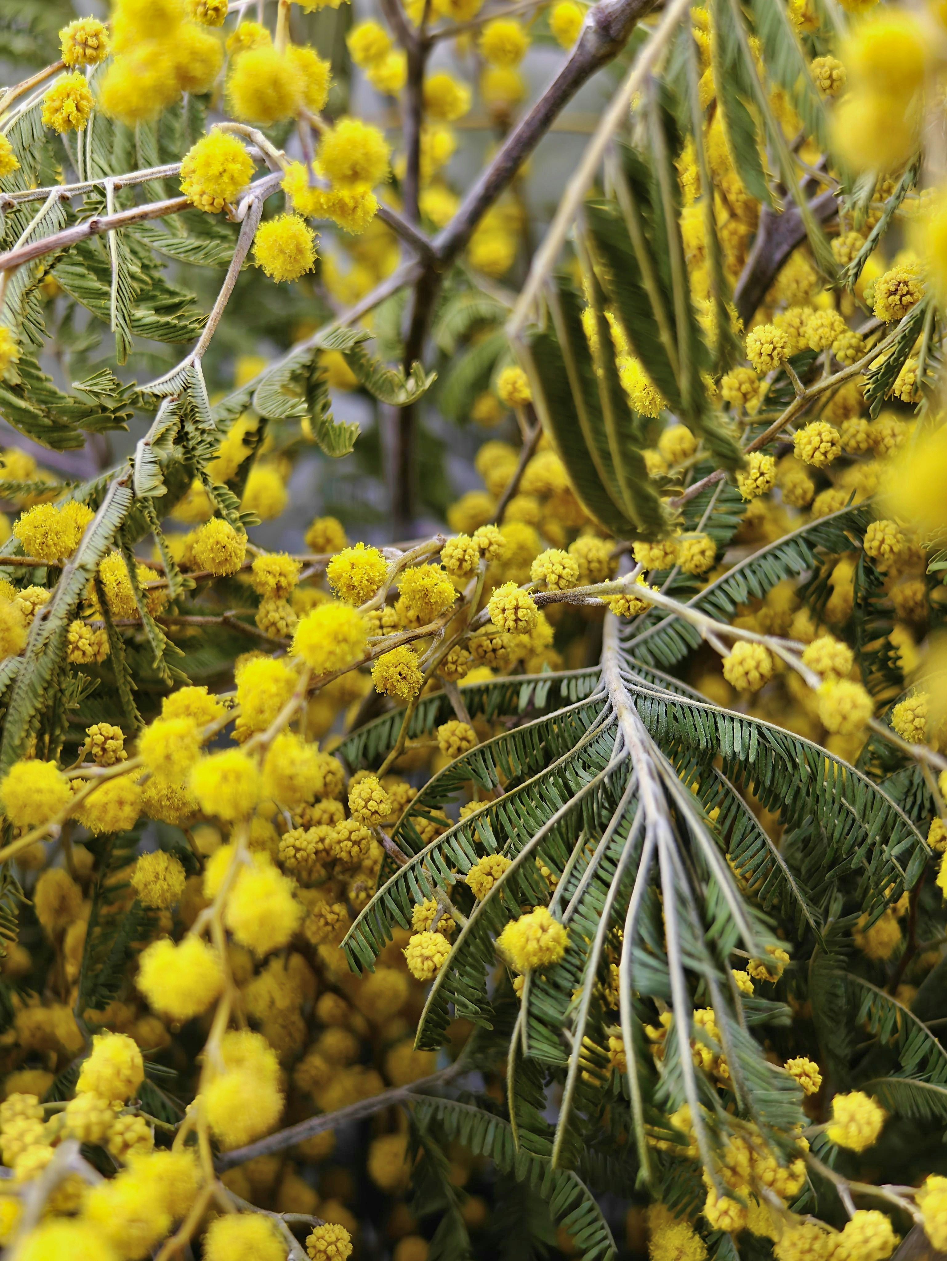 Las flores amarillas de mimosa florecen en un primer plano - Foto ...