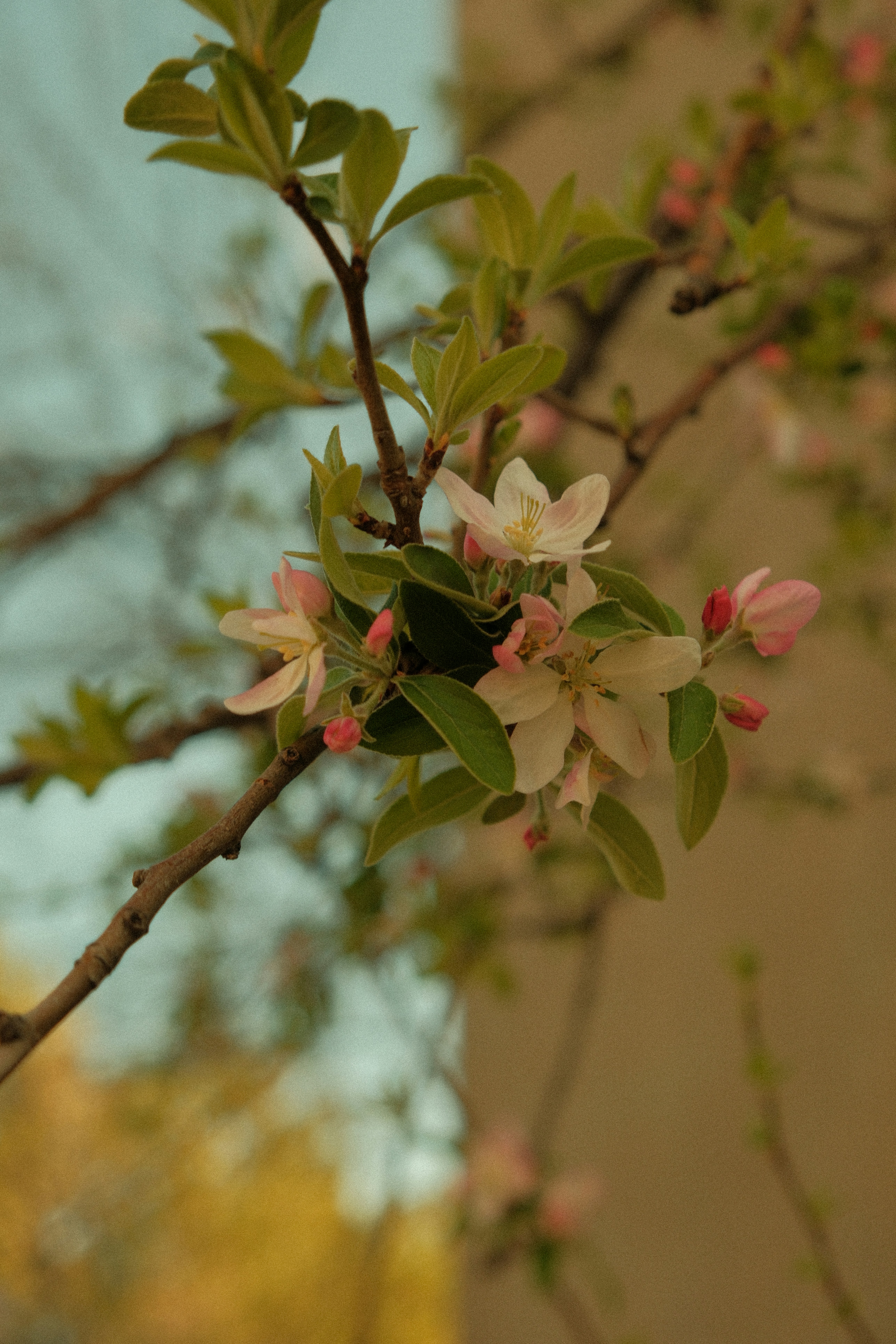 Ramo di melo in fiore in fiore.