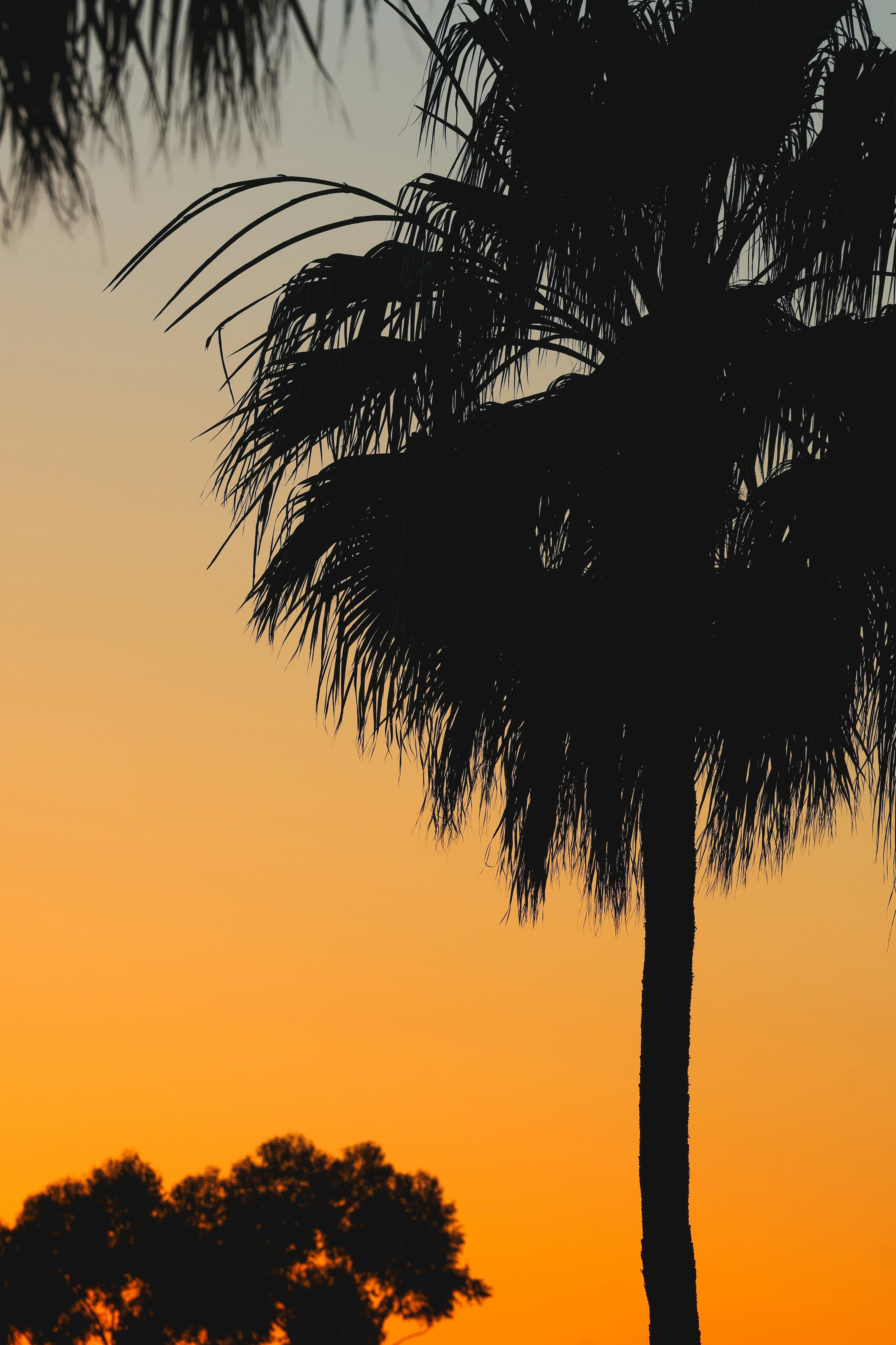 Palm tree silhouette against an orange sunset.