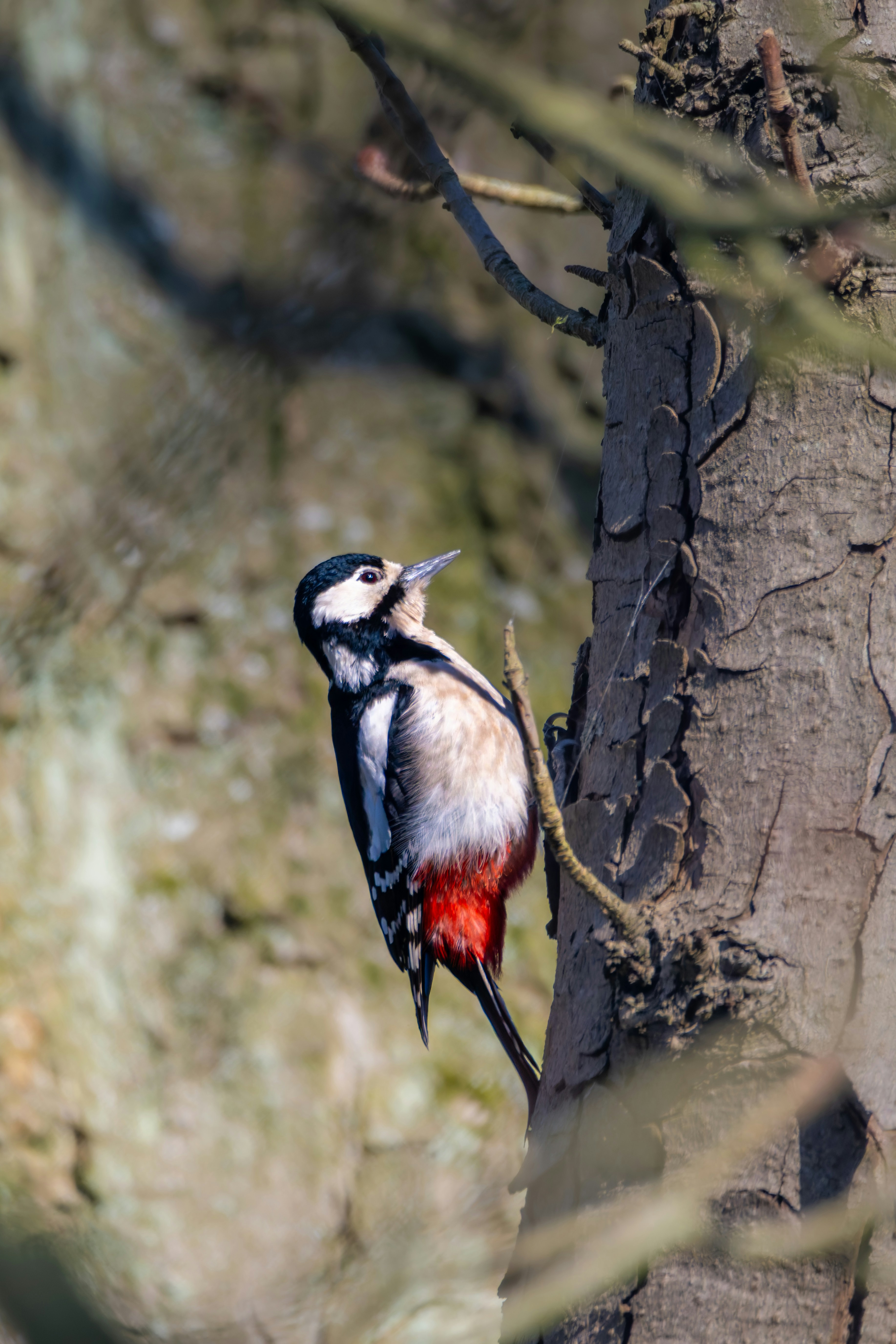 Photo by siegfriedpoepperl