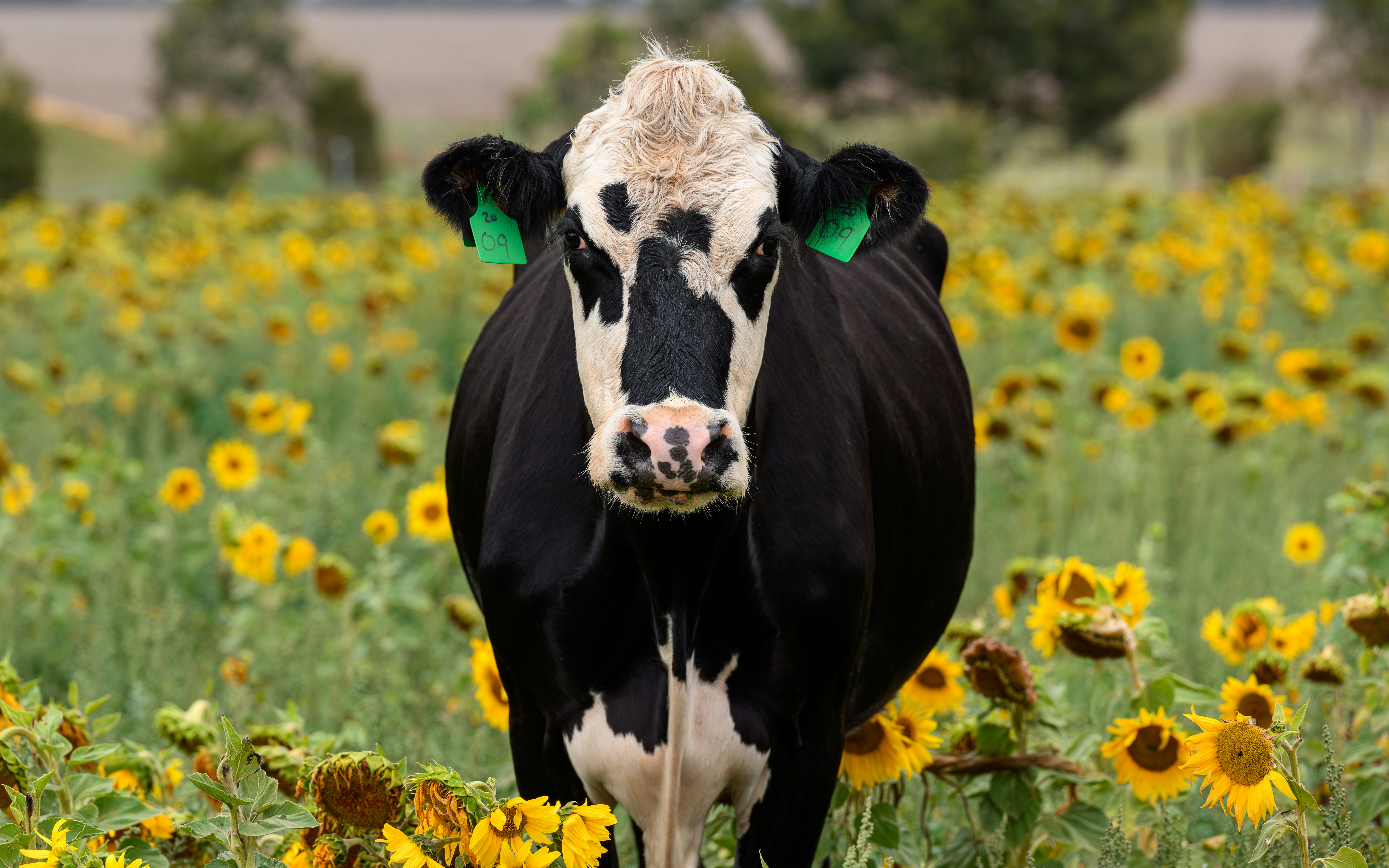 A cow stands amongst sunflowers in a field.