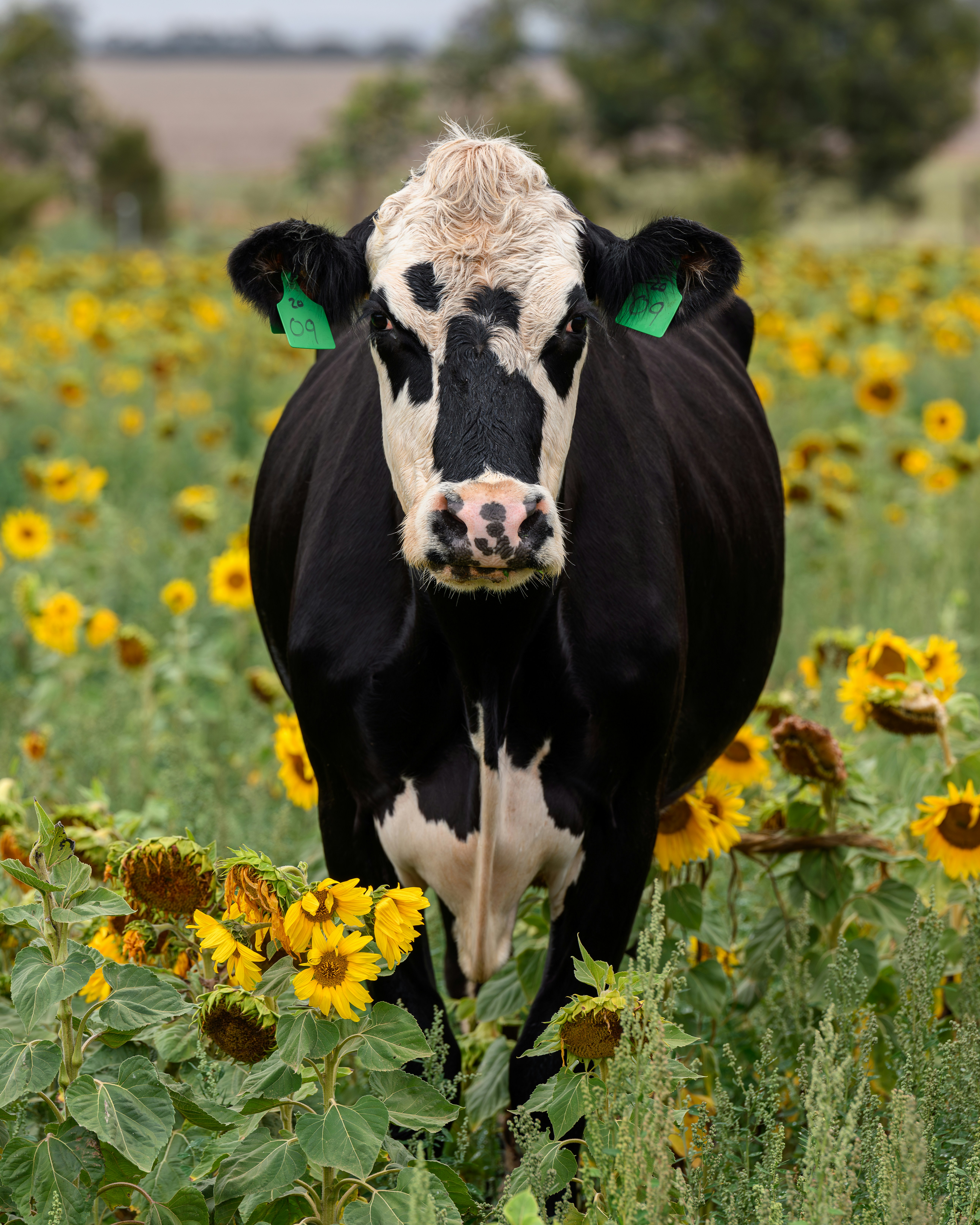 A cow stands in a field of sunflowers.