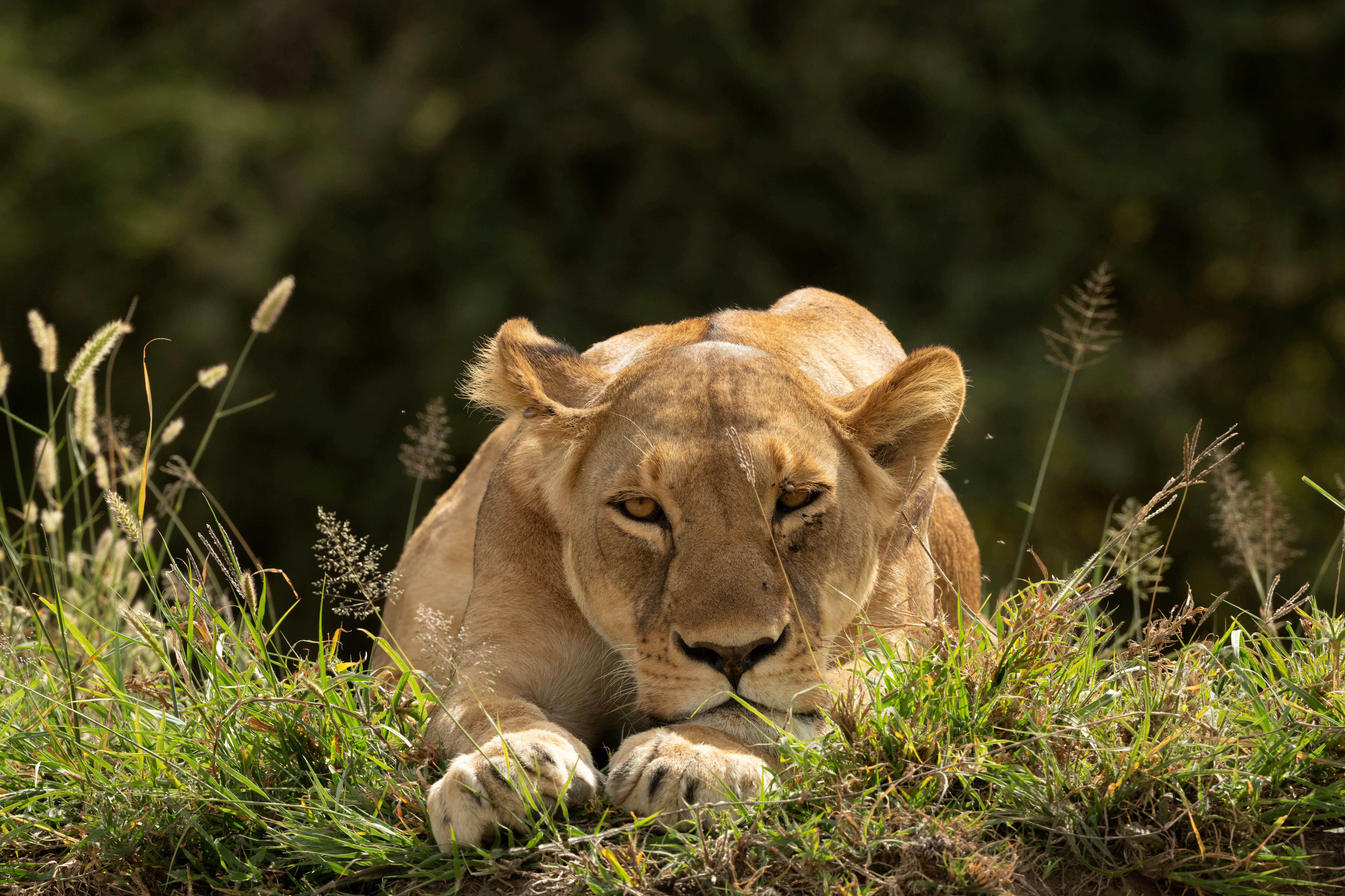 A lioness rests in the tall grass.