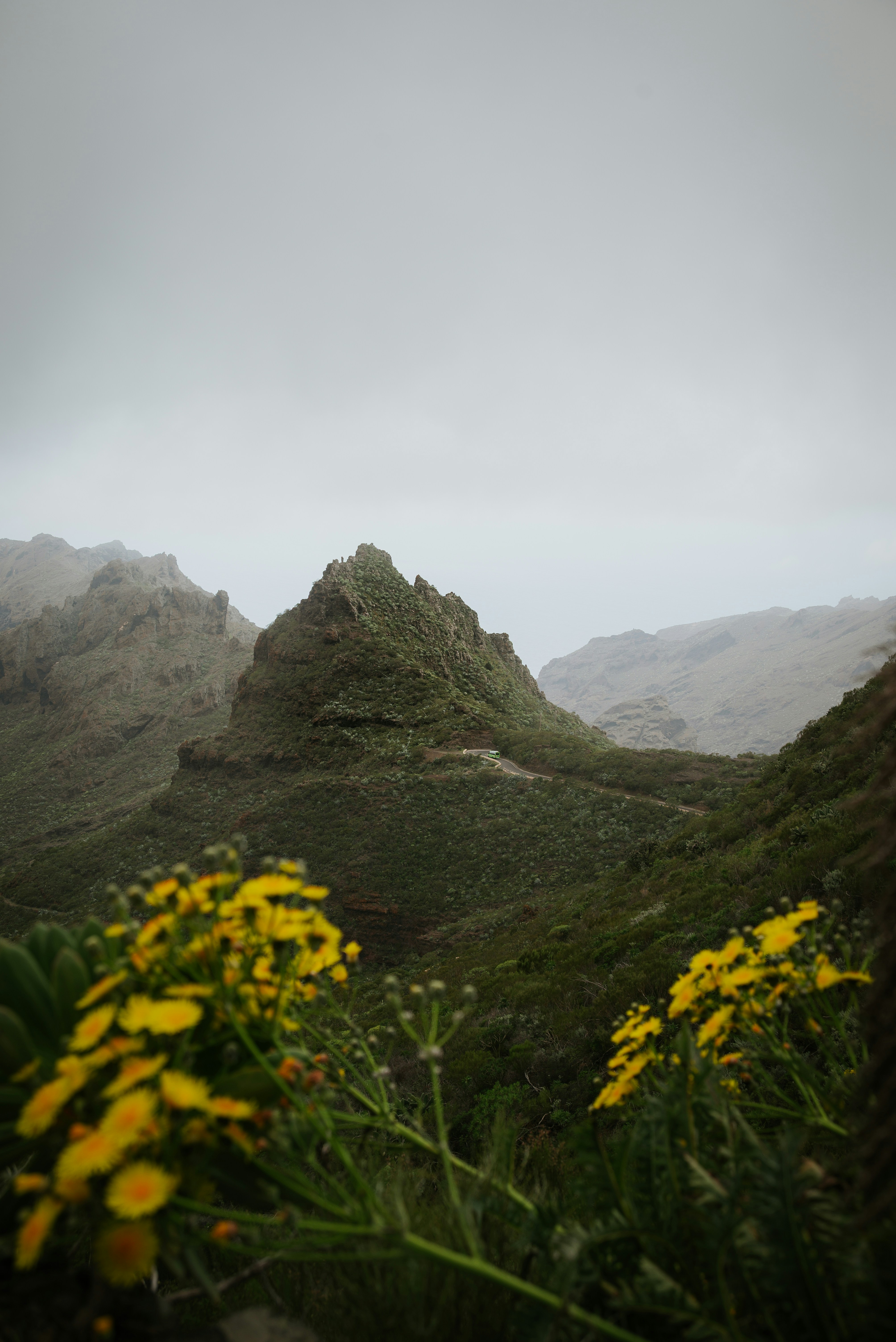 Mountains and yellow flowers under an overcast sky.