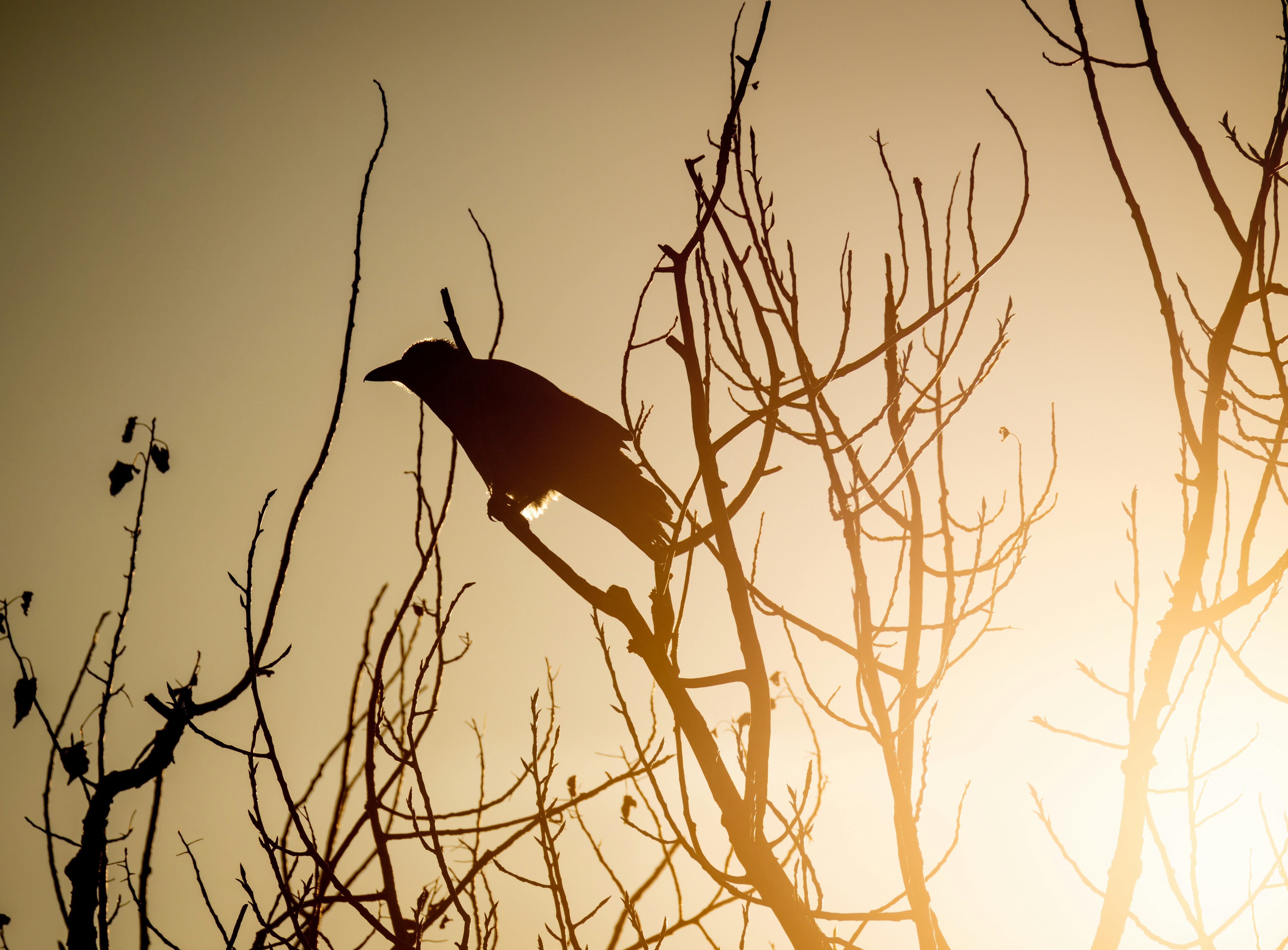 A crow sits silhouetted on a bare tree.