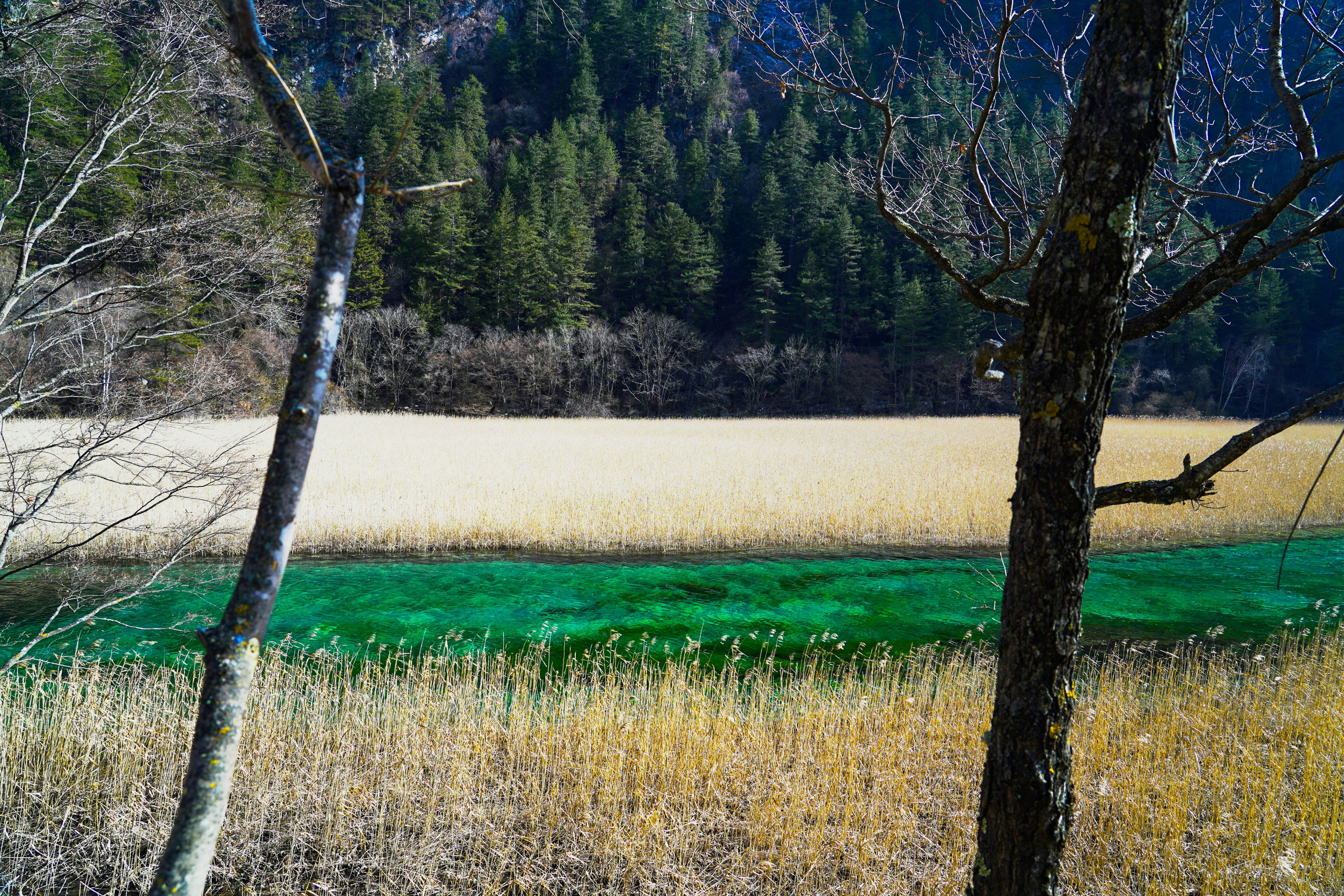 Green water and reeds frame a distant forest. photo – Free Green Image ...