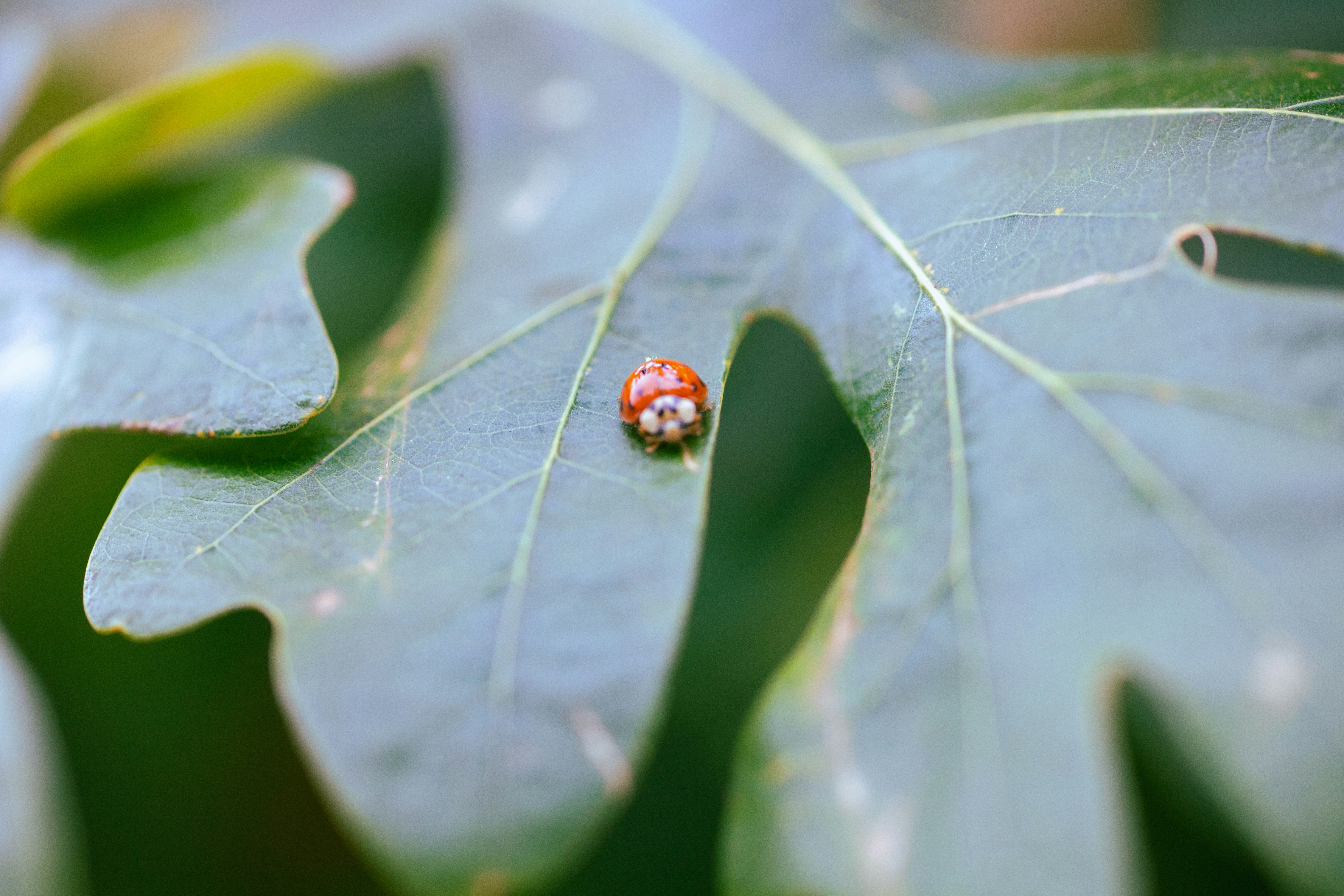 Ein Marienkäfer ruht friedlich auf einem grünen Blatt.