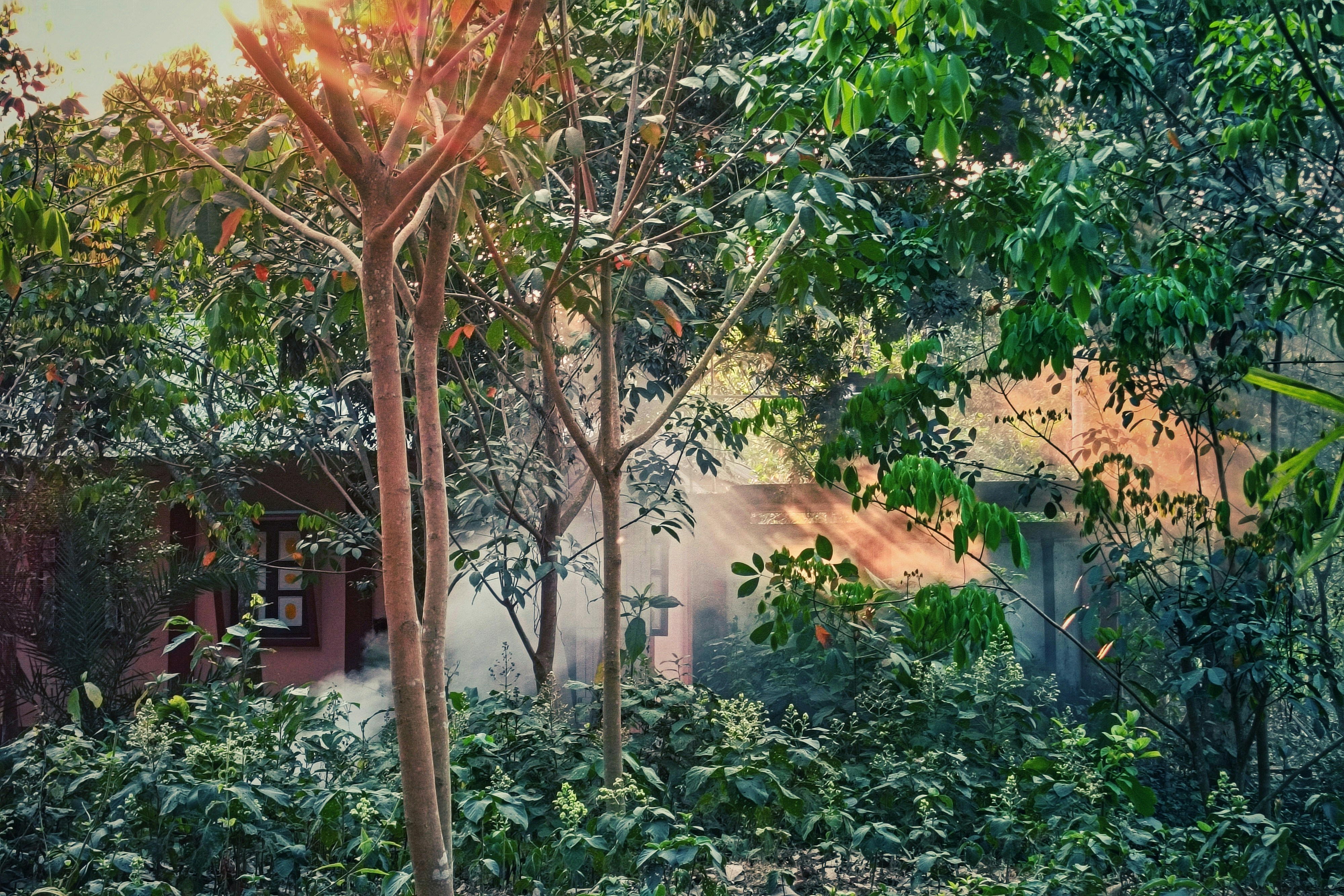 Photo by souravdnath1