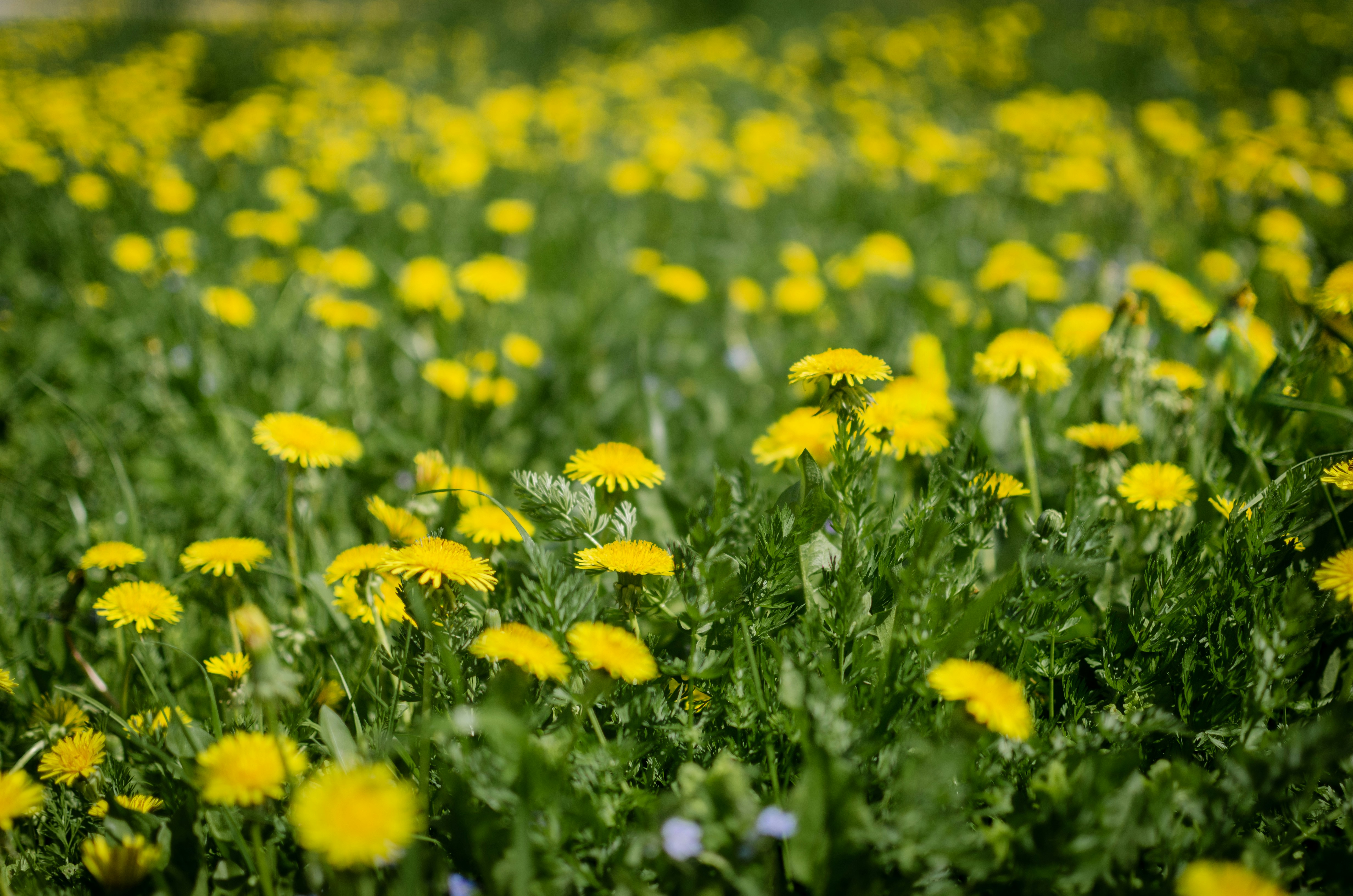 Photo by andrilliardbond