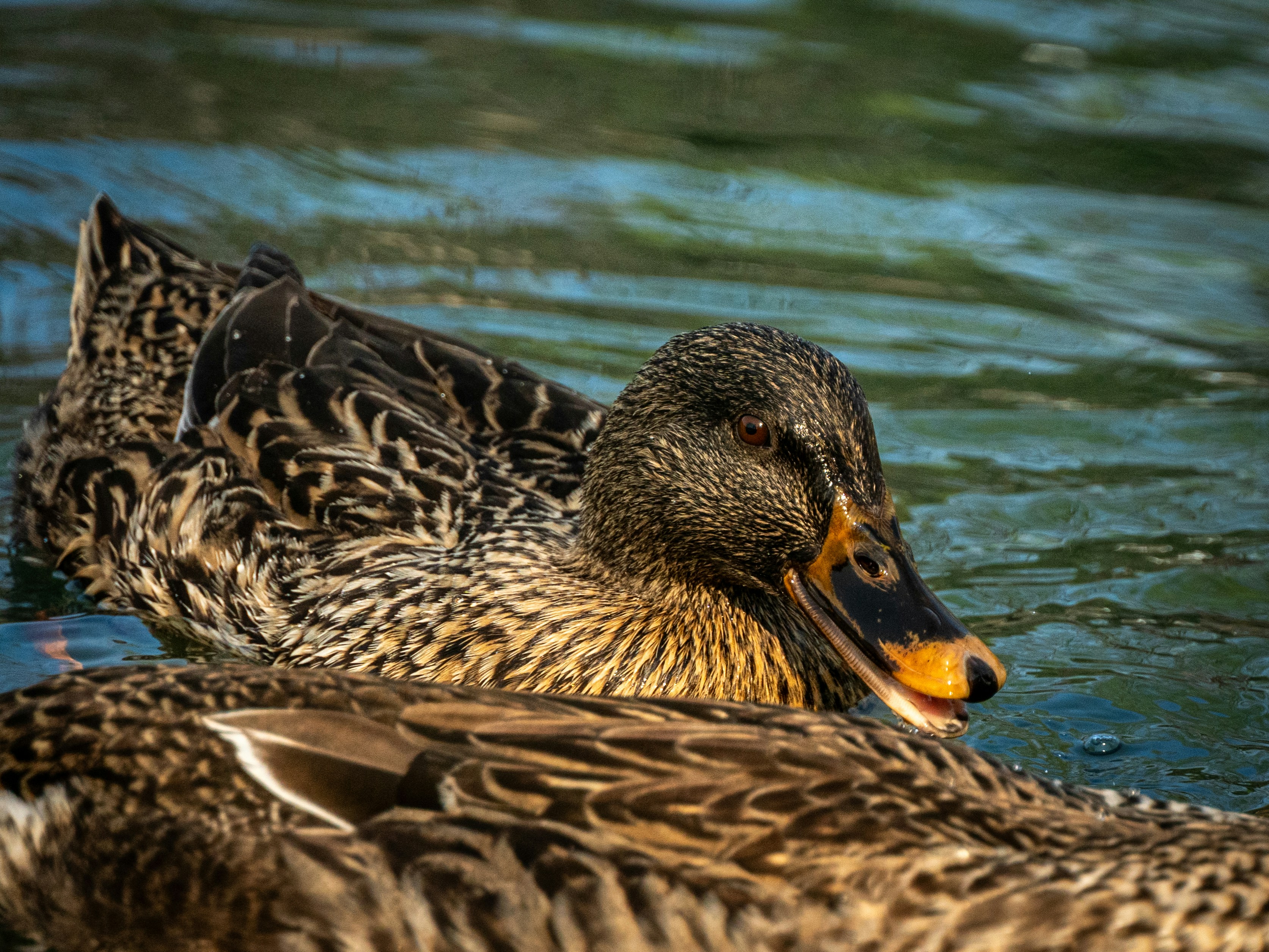 鏟屎官崩潰！養寵物前絕對要知道的XX真相，看完我嚇傻！