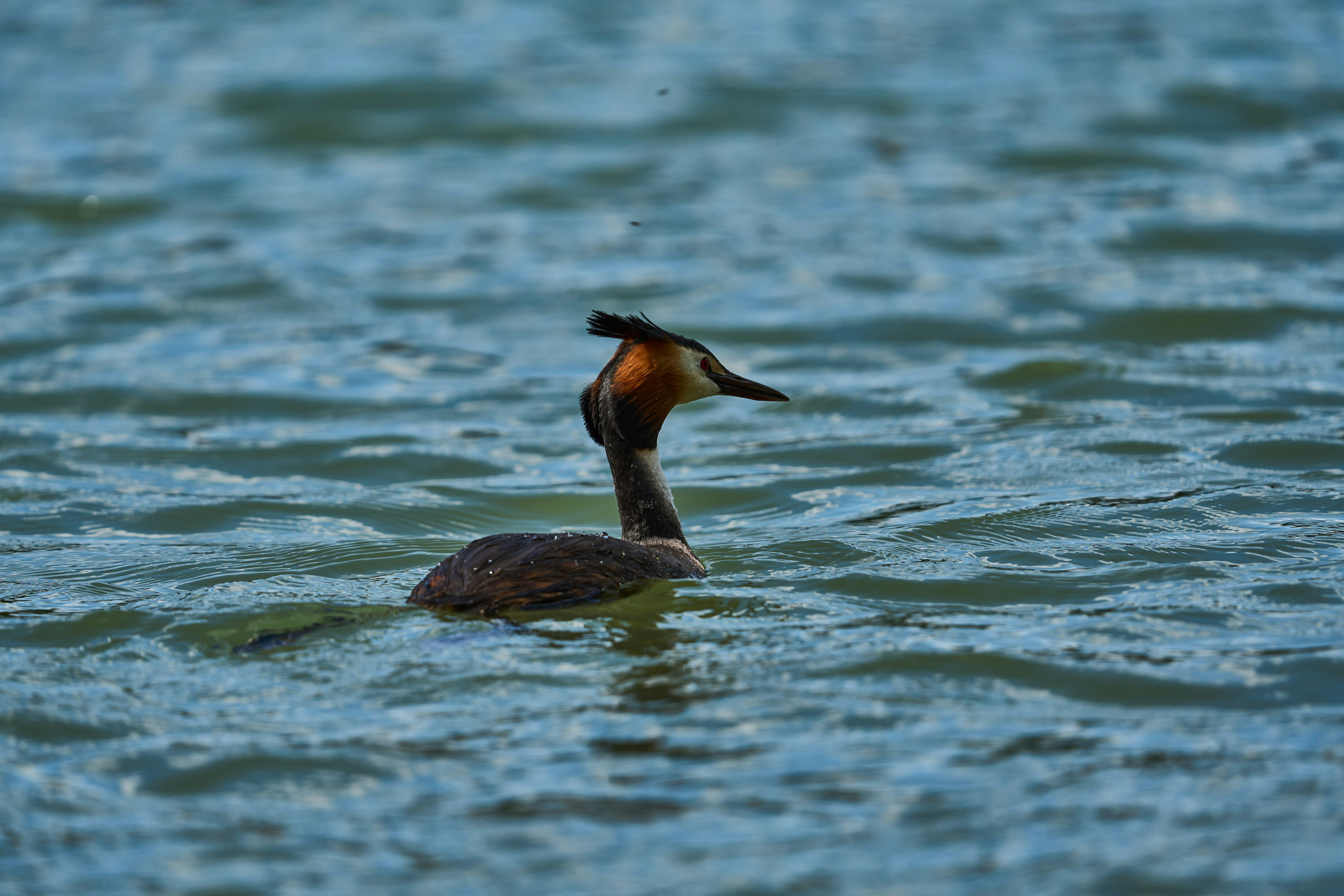 Photo by wolfgang_hasselmann