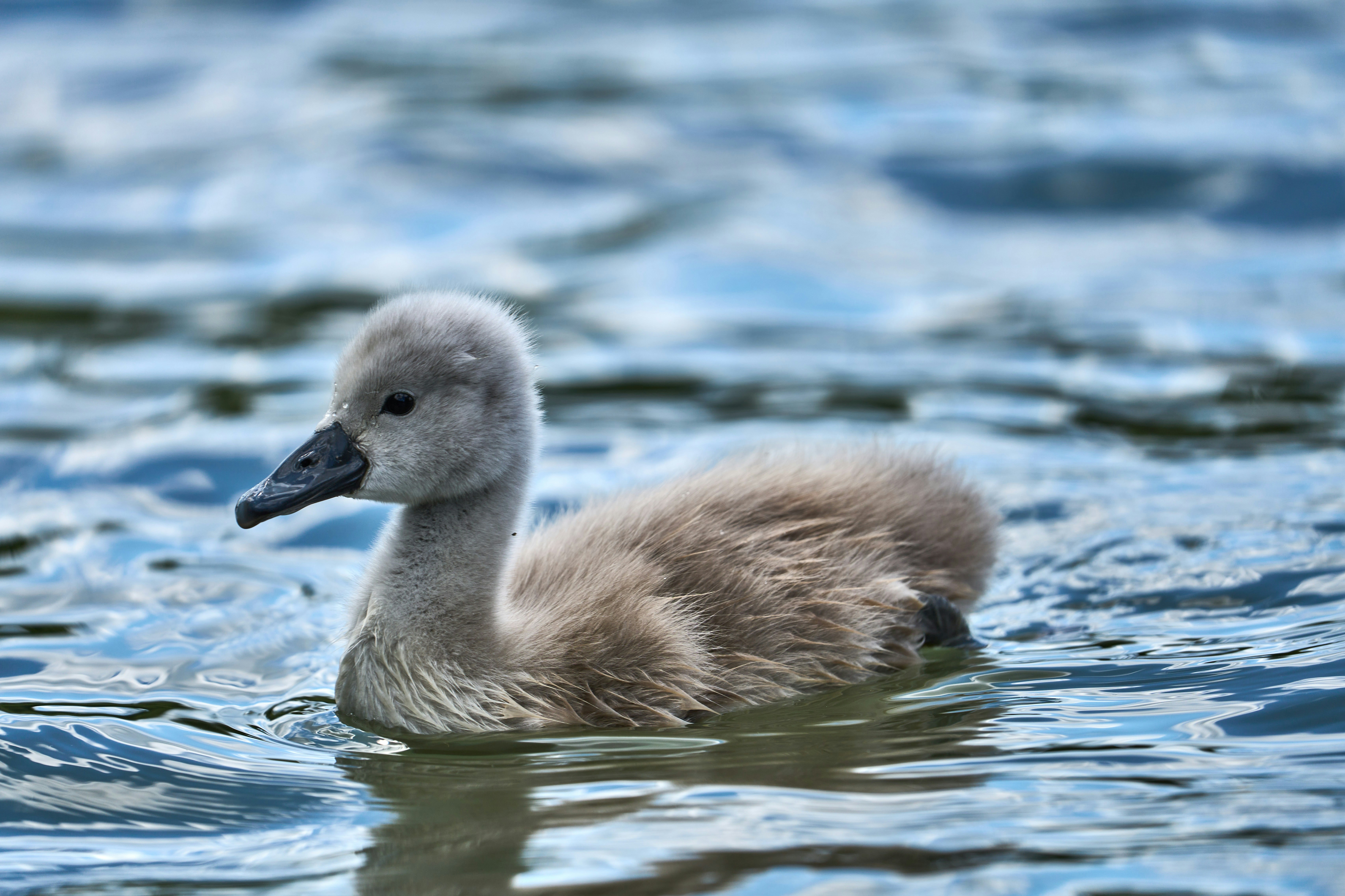 Photo by wolfgang_hasselmann