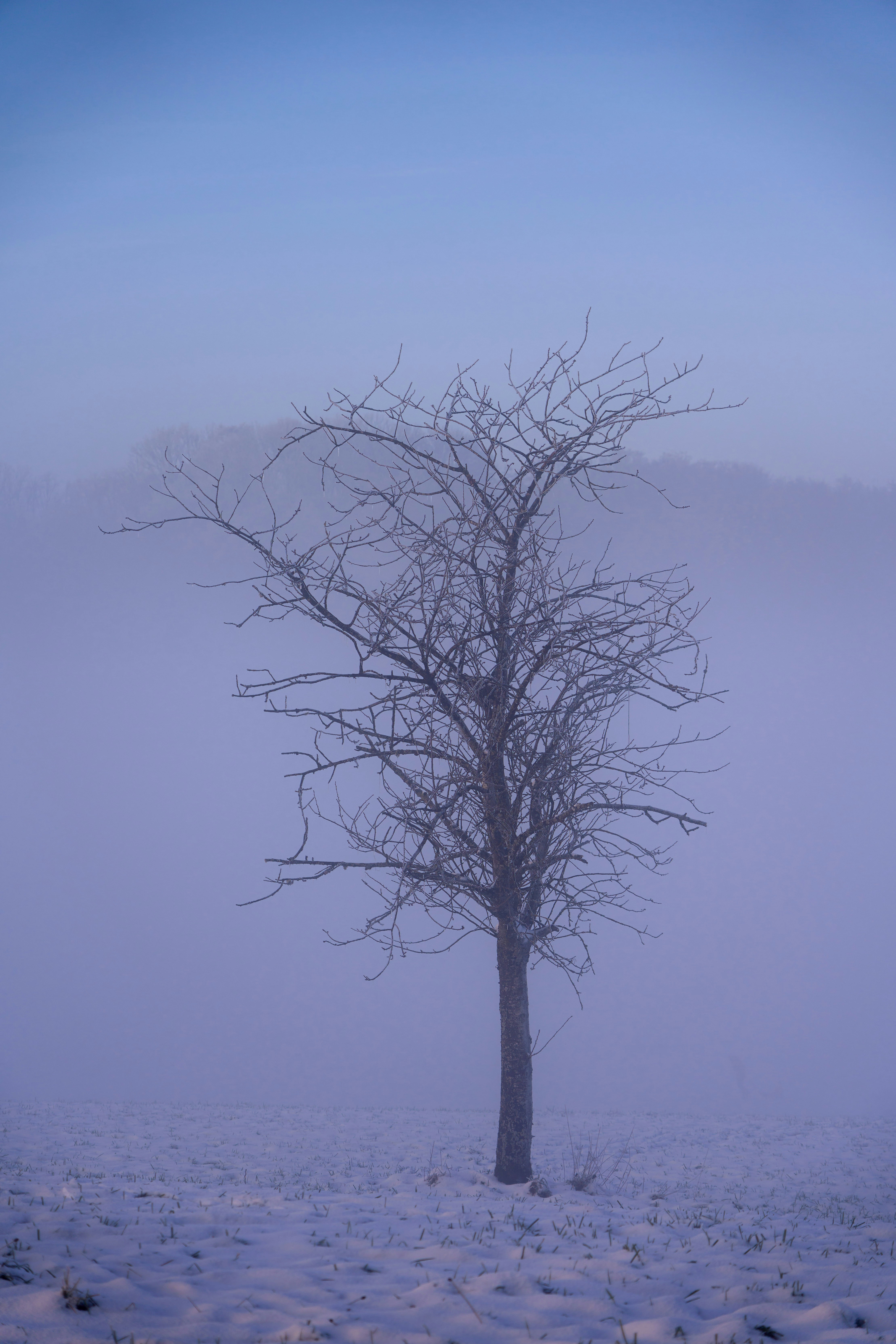 Photo by wolfgang_hasselmann