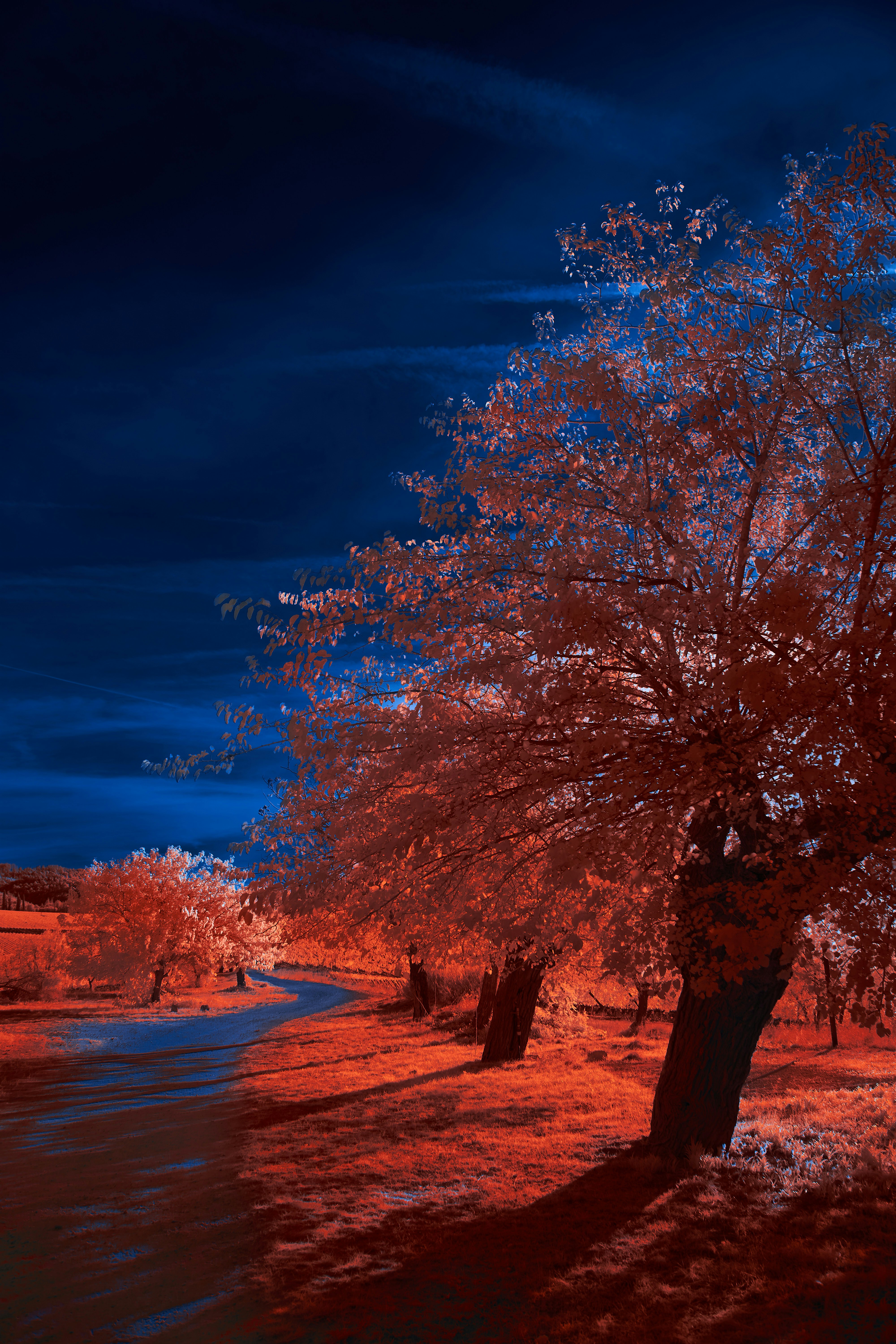 Photo by wolfgang_hasselmann