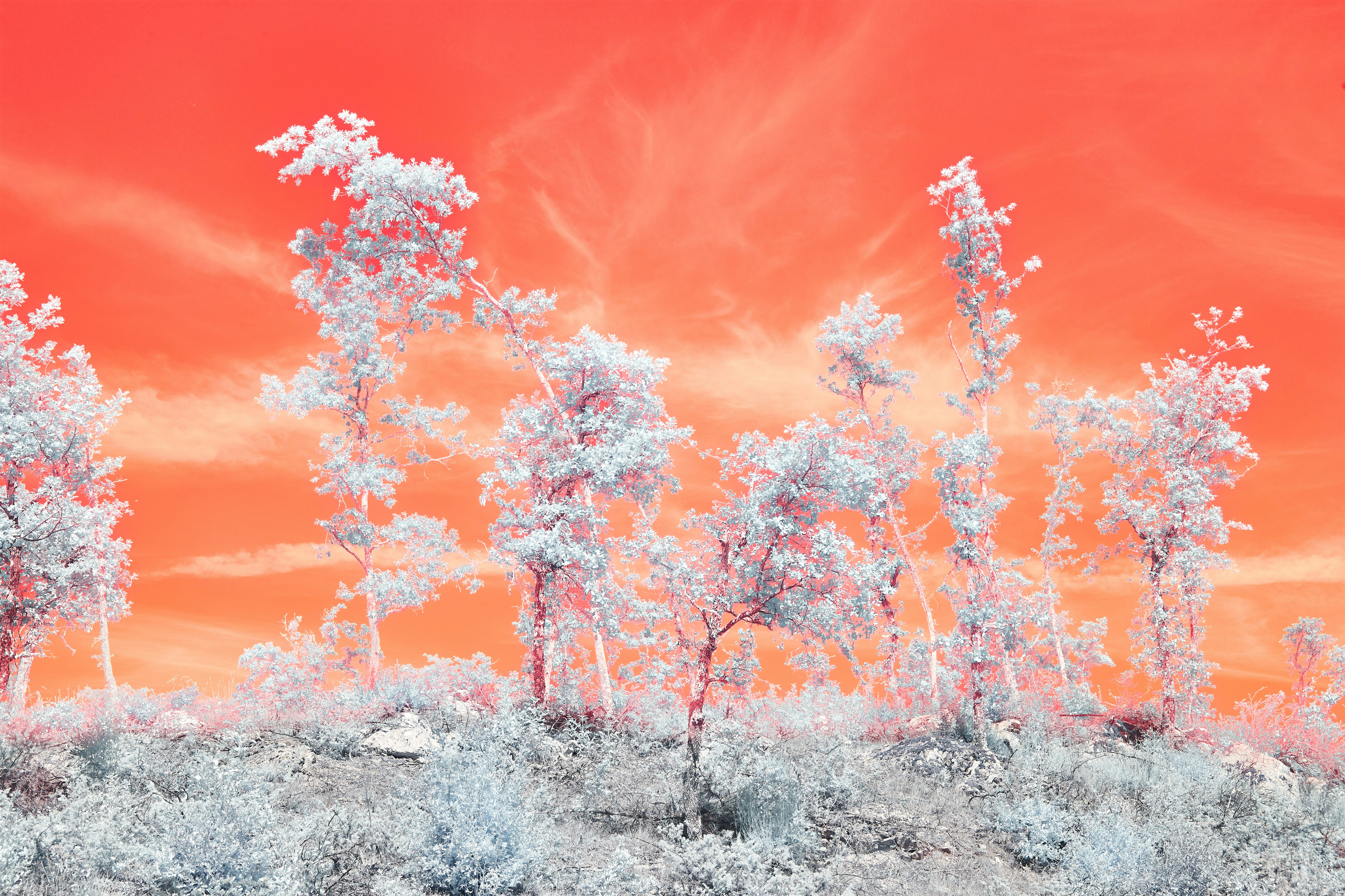 Photo by wolfgang_hasselmann