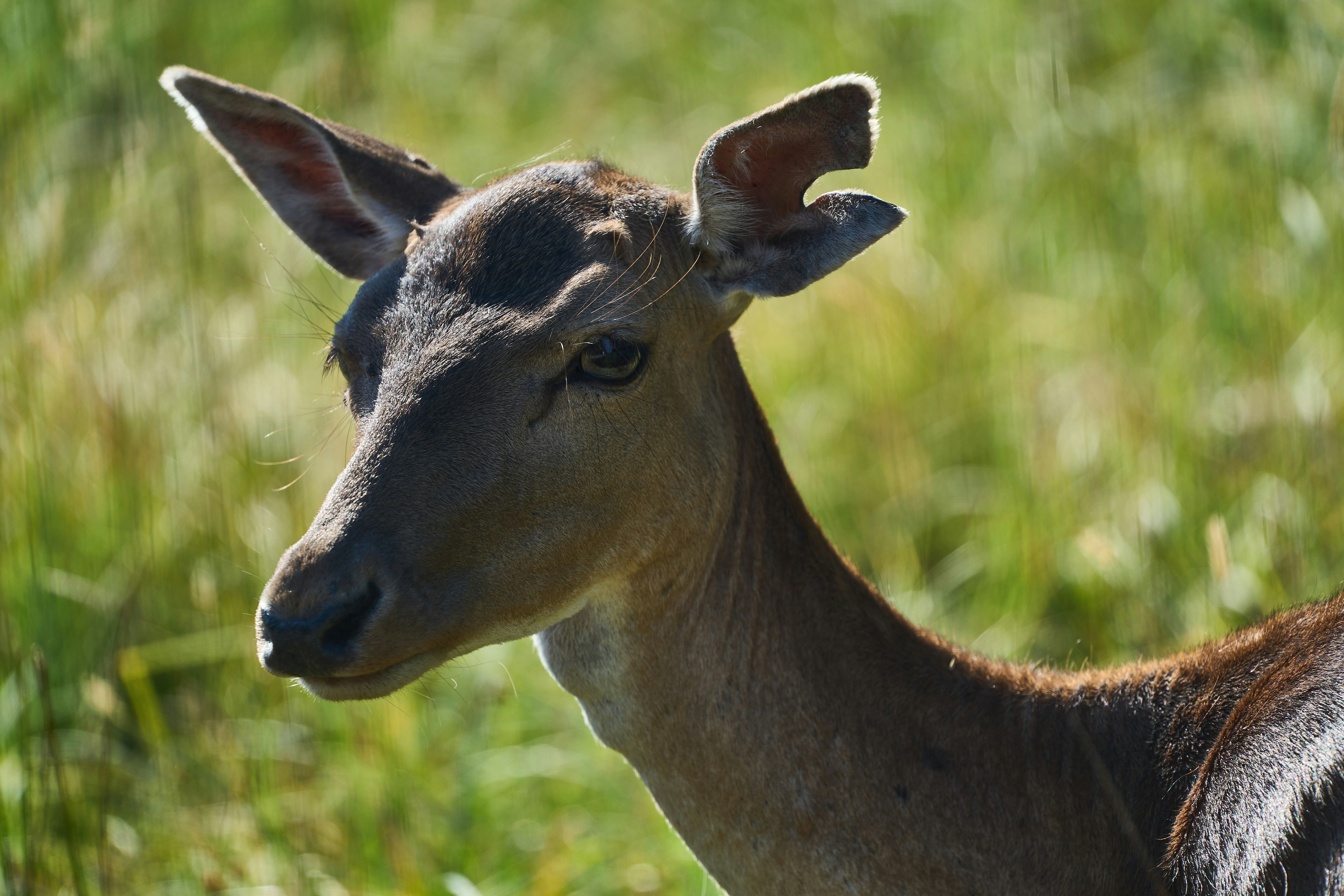 Photo by wolfgang_hasselmann