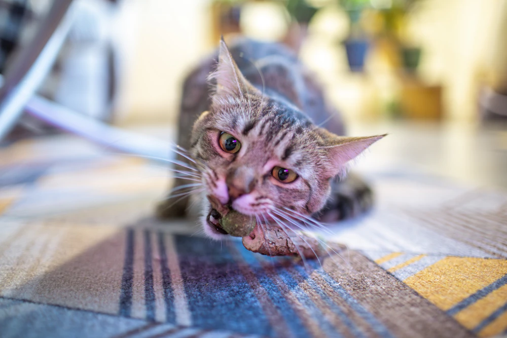 おもちゃに顔を寄せて遊ぶ猫