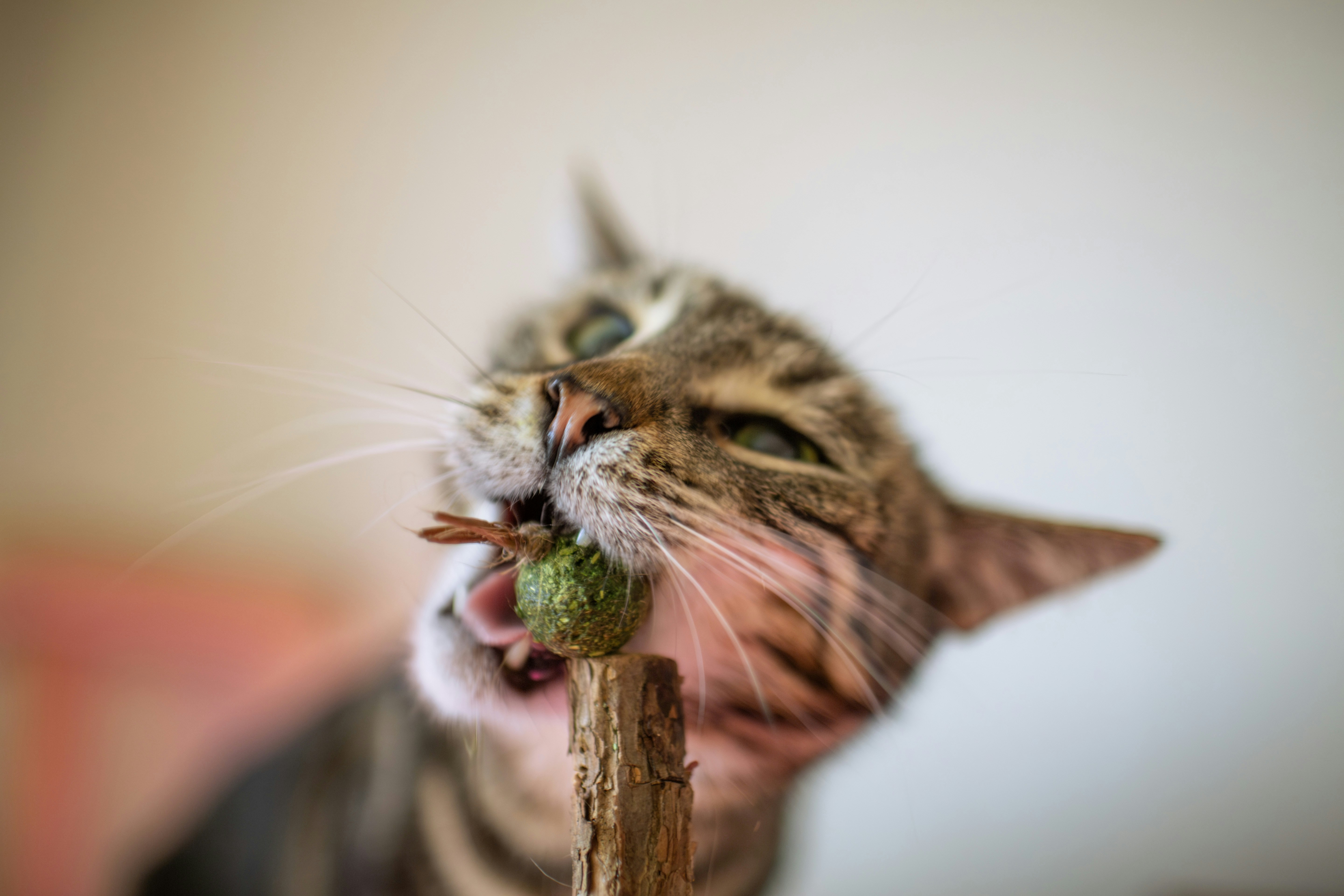 Cat enjoys catnip.