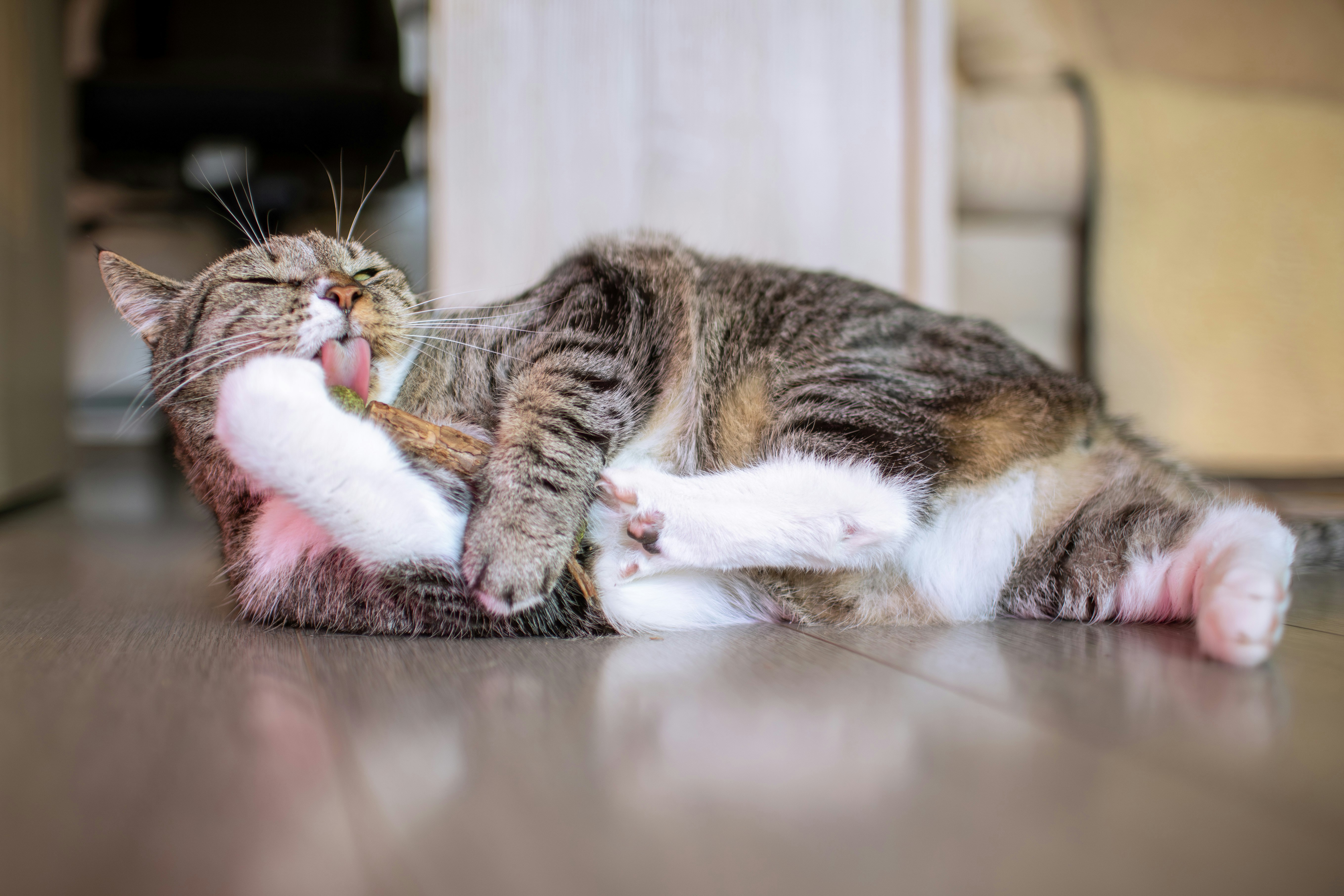 Your Cat Greets You With Relaxed Body Language (image credits: unsplash)